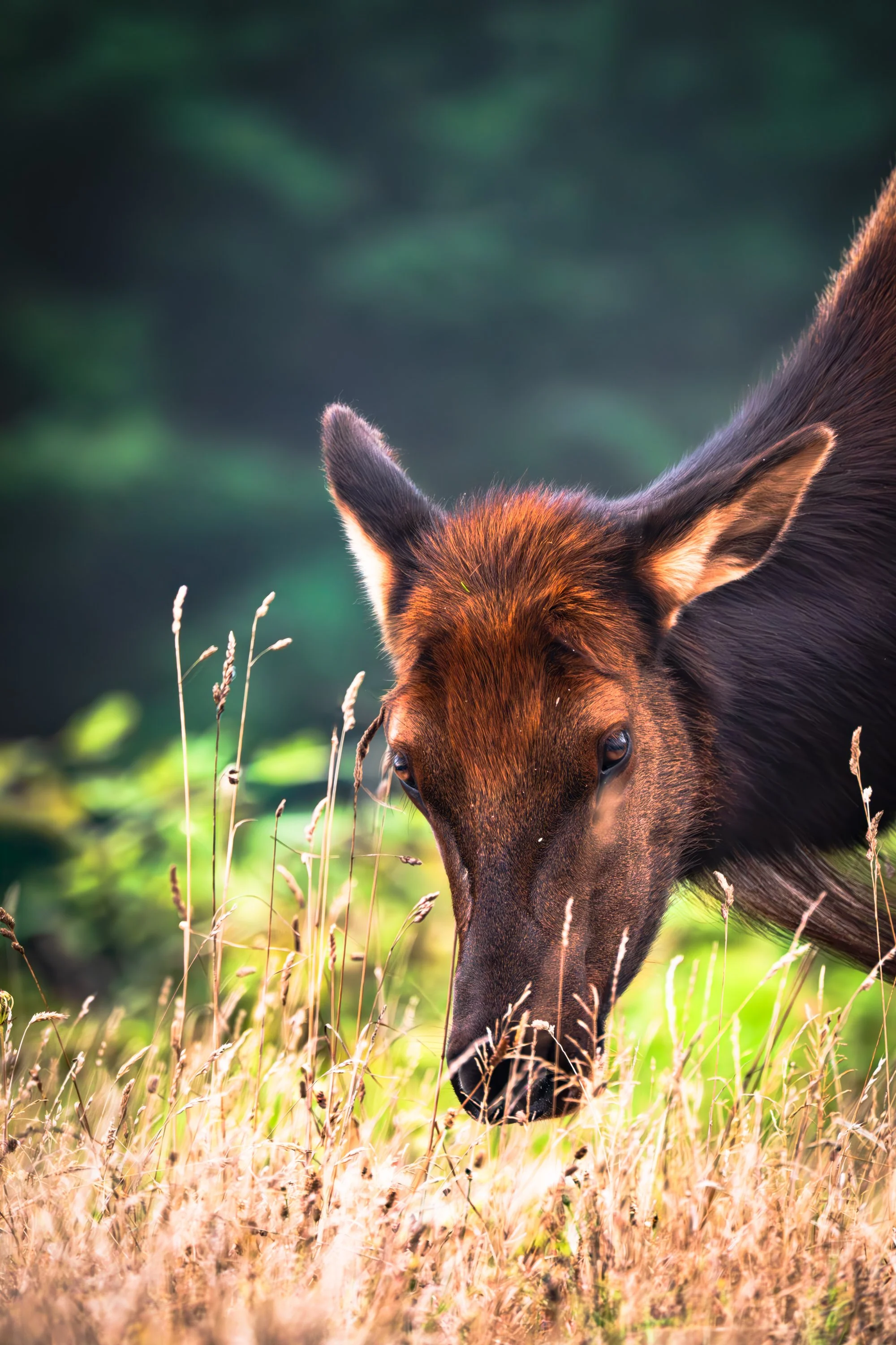 Graceful Elk