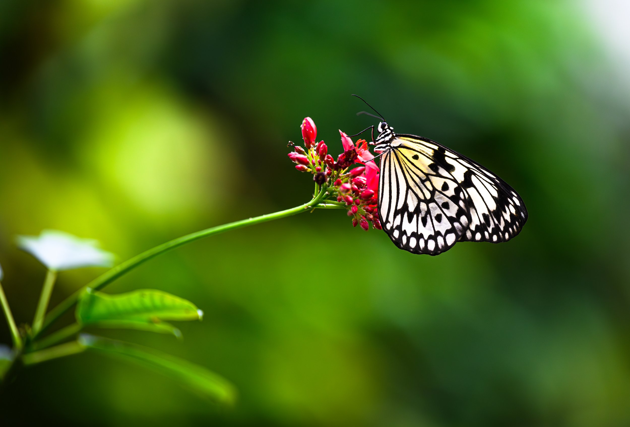Paper Kite Butterfly on a red flower with a green background  Giclee Cotton Print