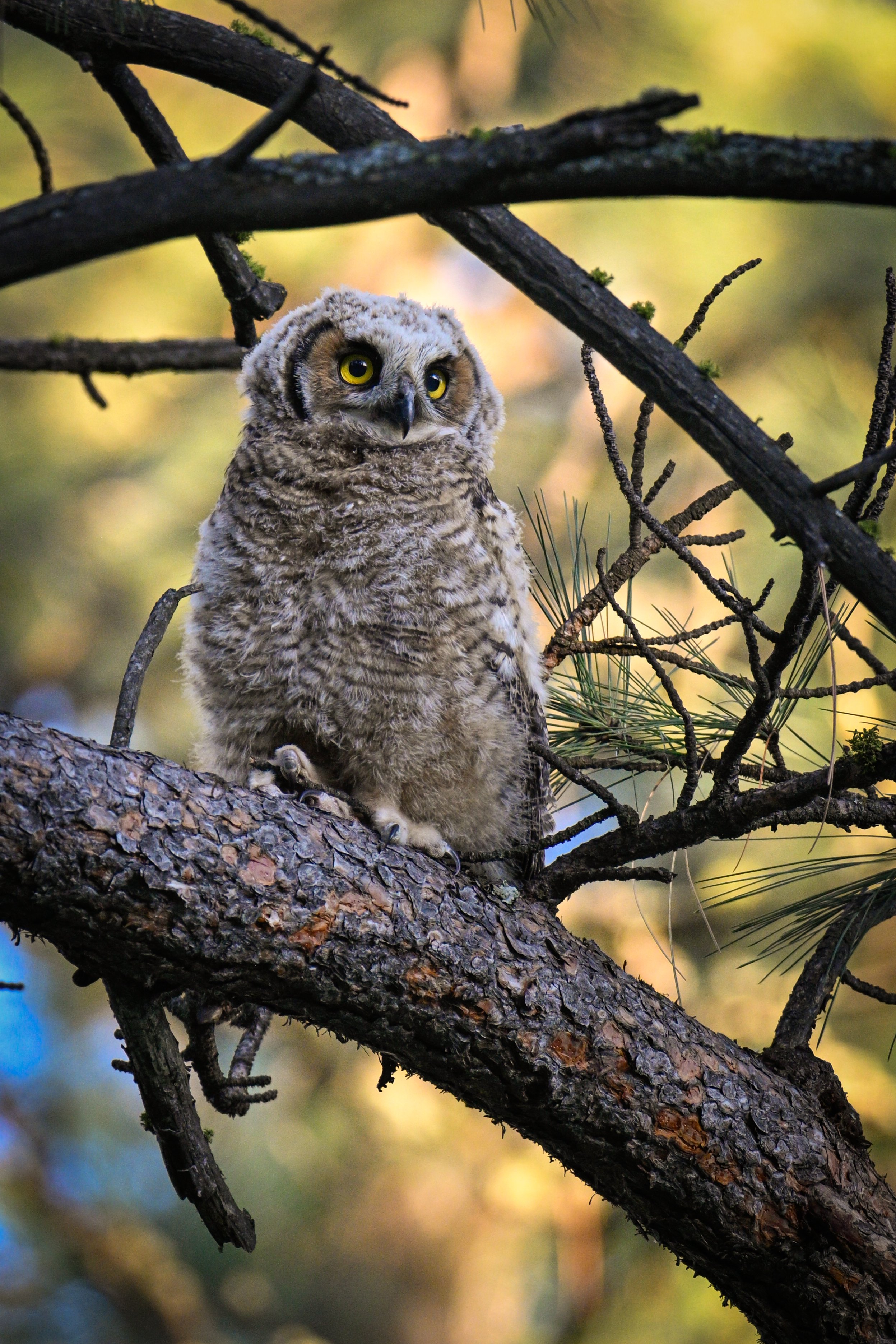 Baby Great Horned Owl Fletching