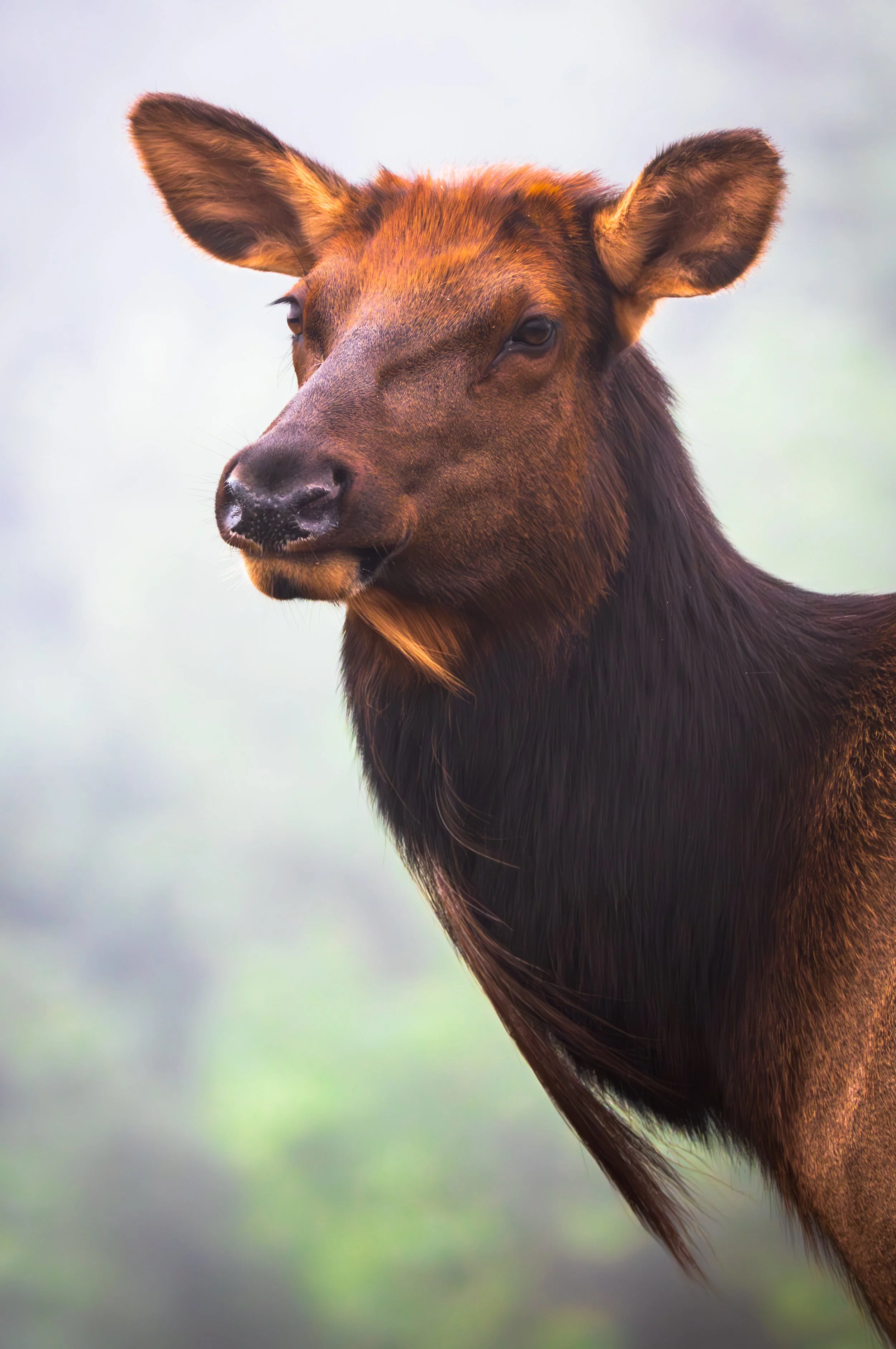 Cow Elk