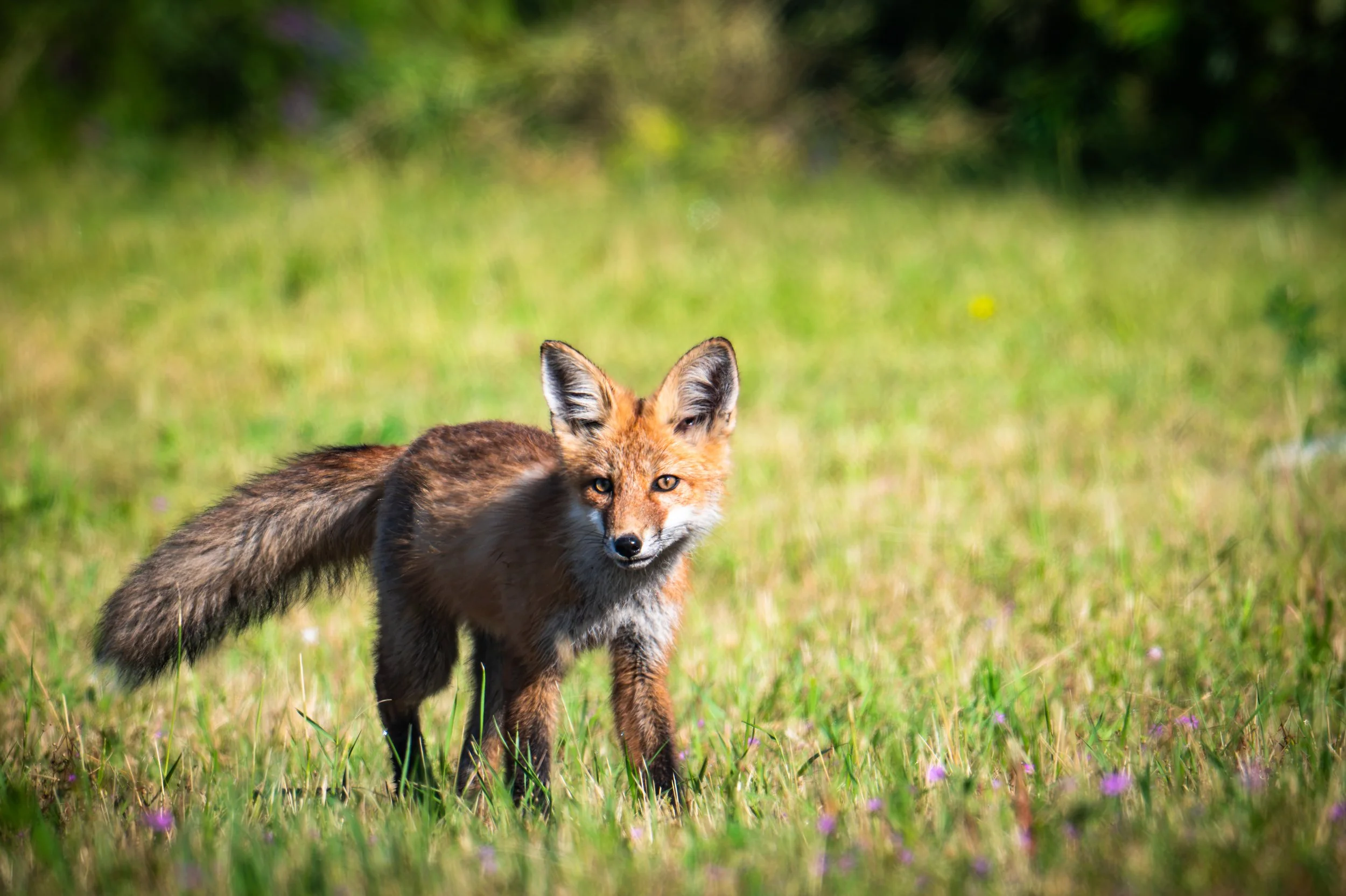 Fox Kit at sunset photography print