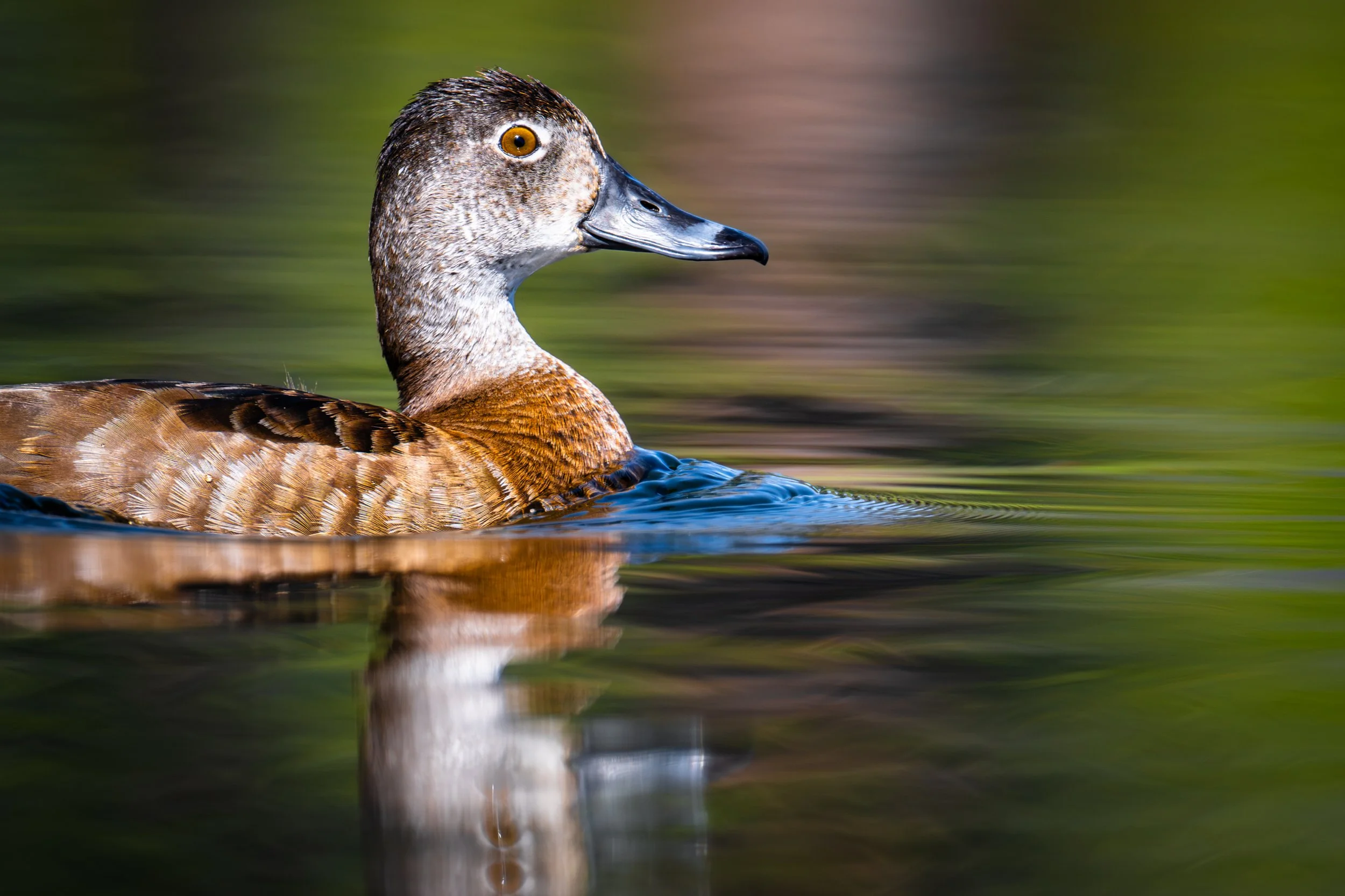 Ring-necked Female Duck