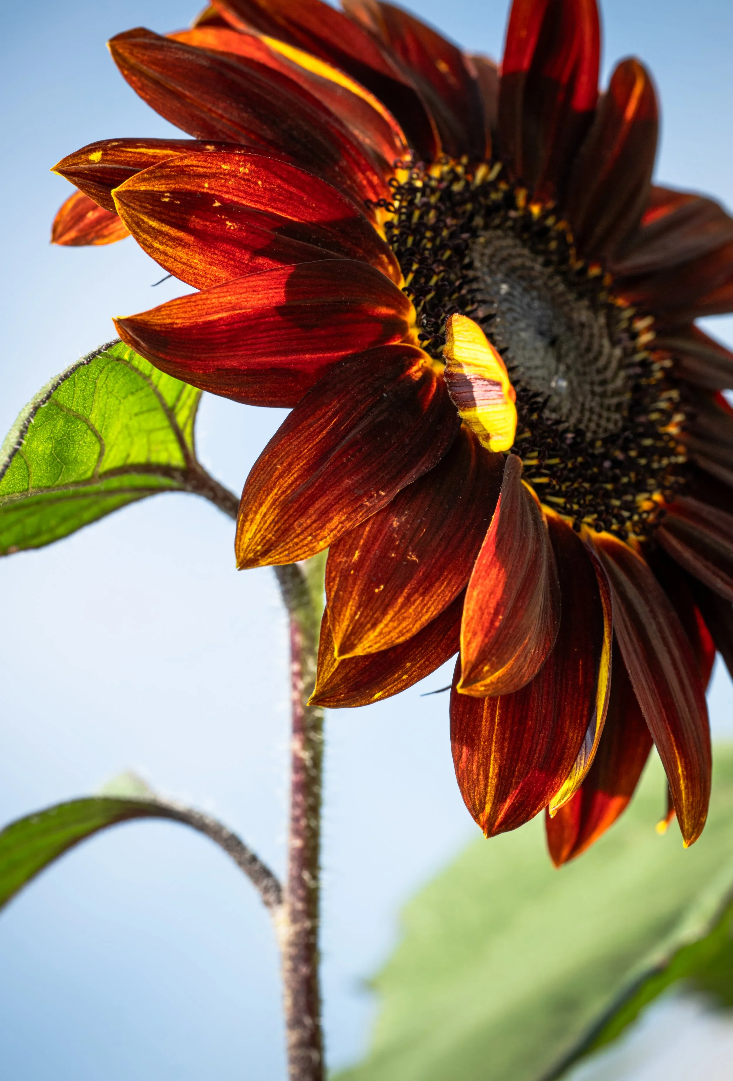 Velvet Queen Sunflower fine art print