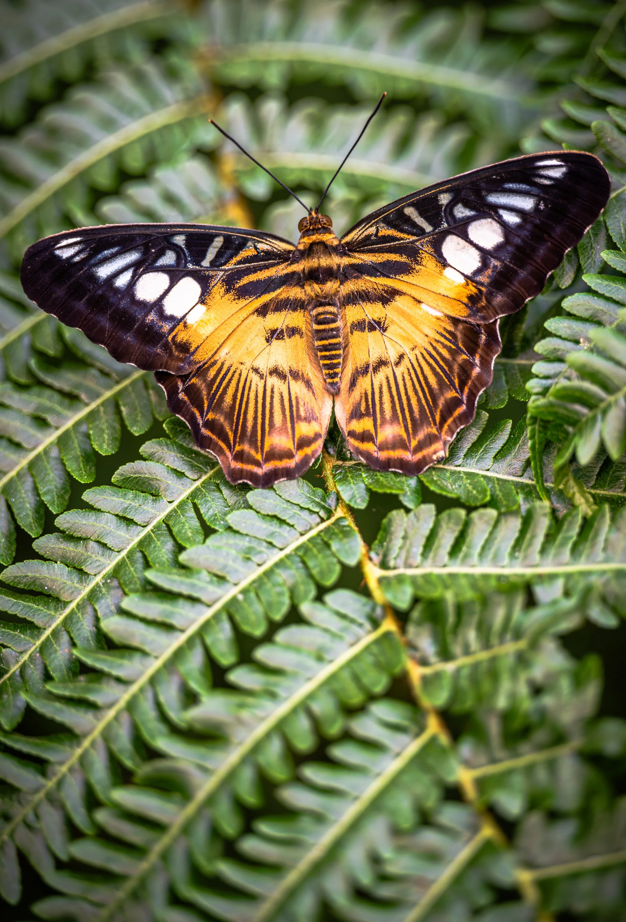 Clipper Butterfly bright orange with dark black stripes on a leaf