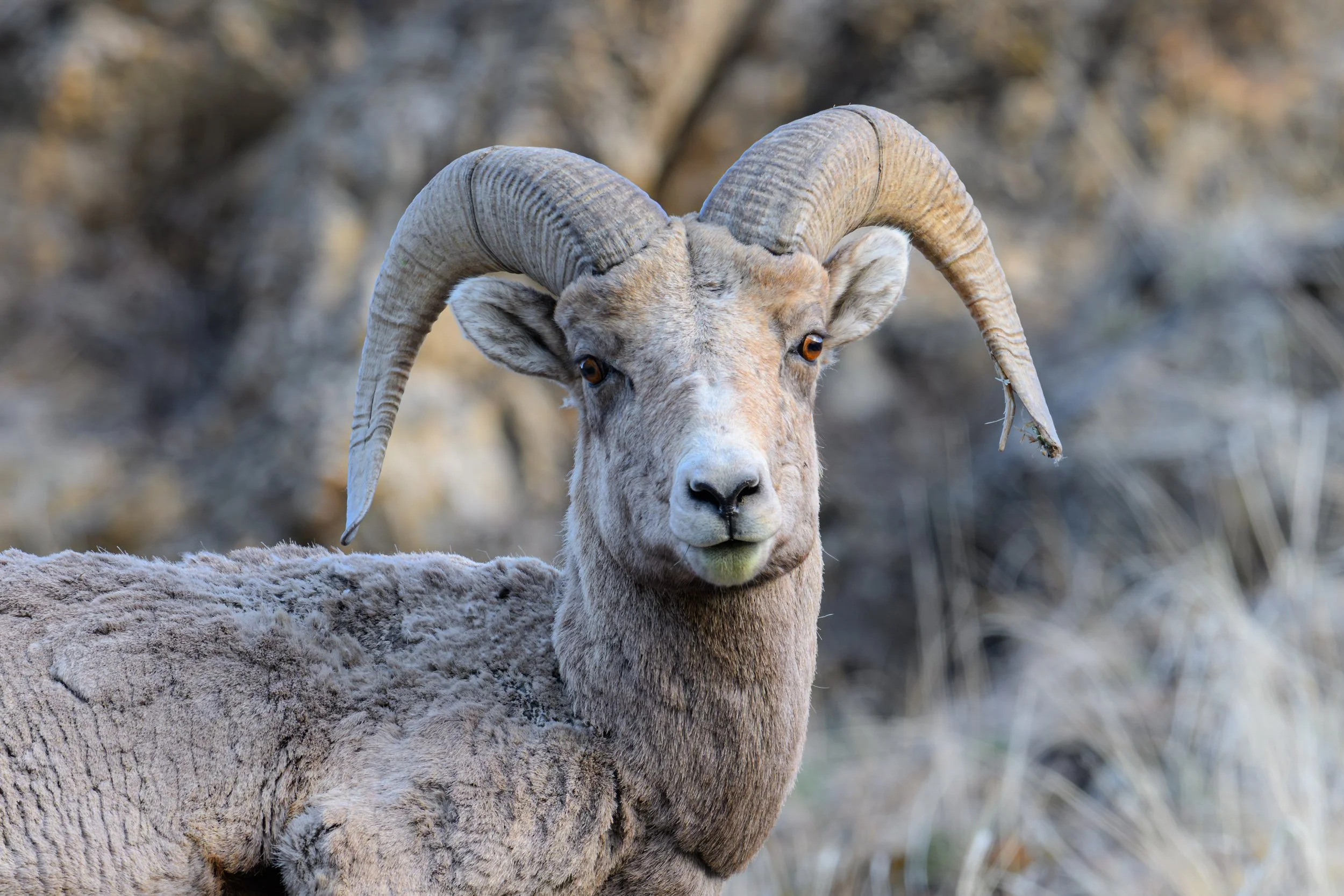 Split Horned Mountain Sheep