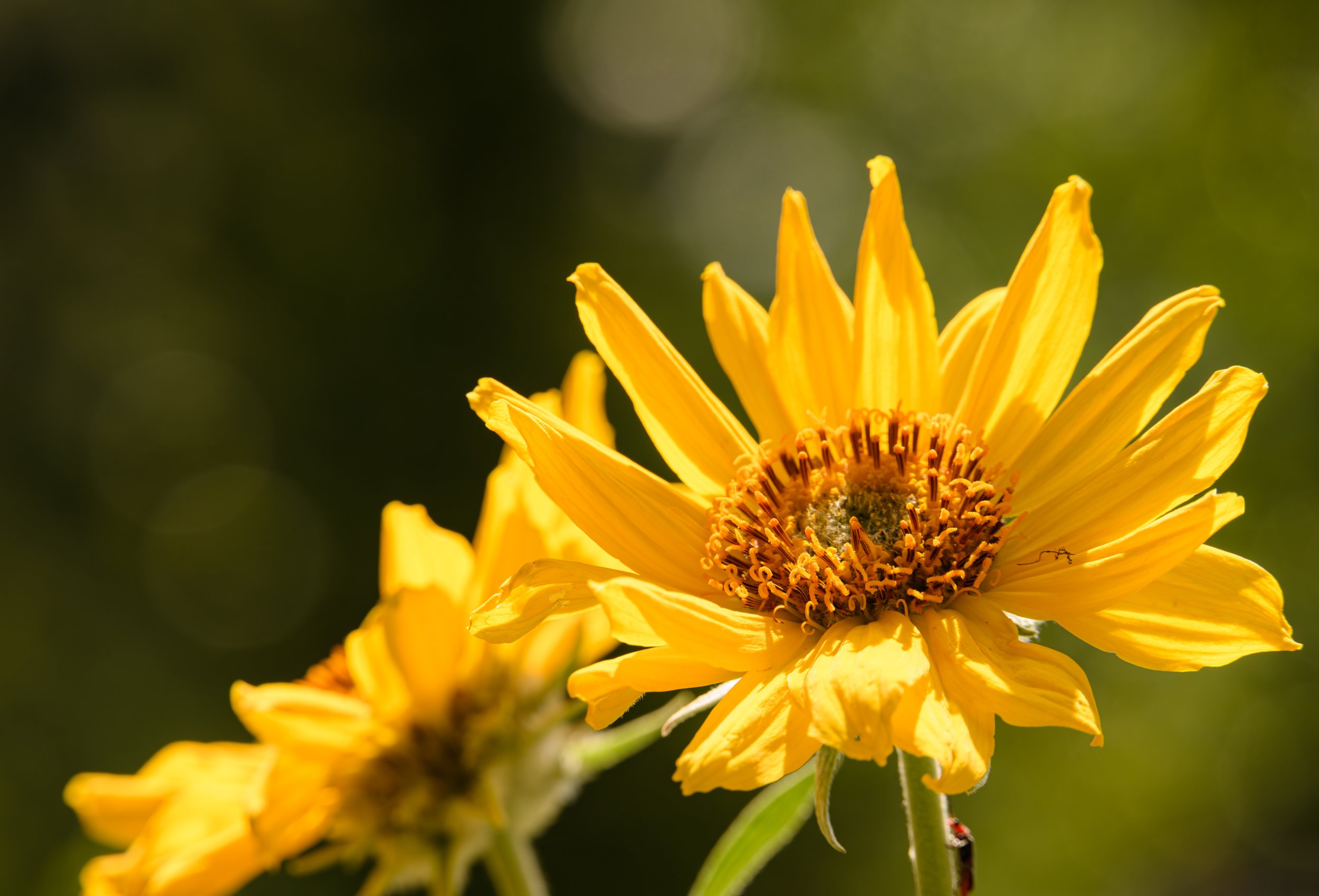 Arrowleaf Balsamroot blooming through Montana May fine art print