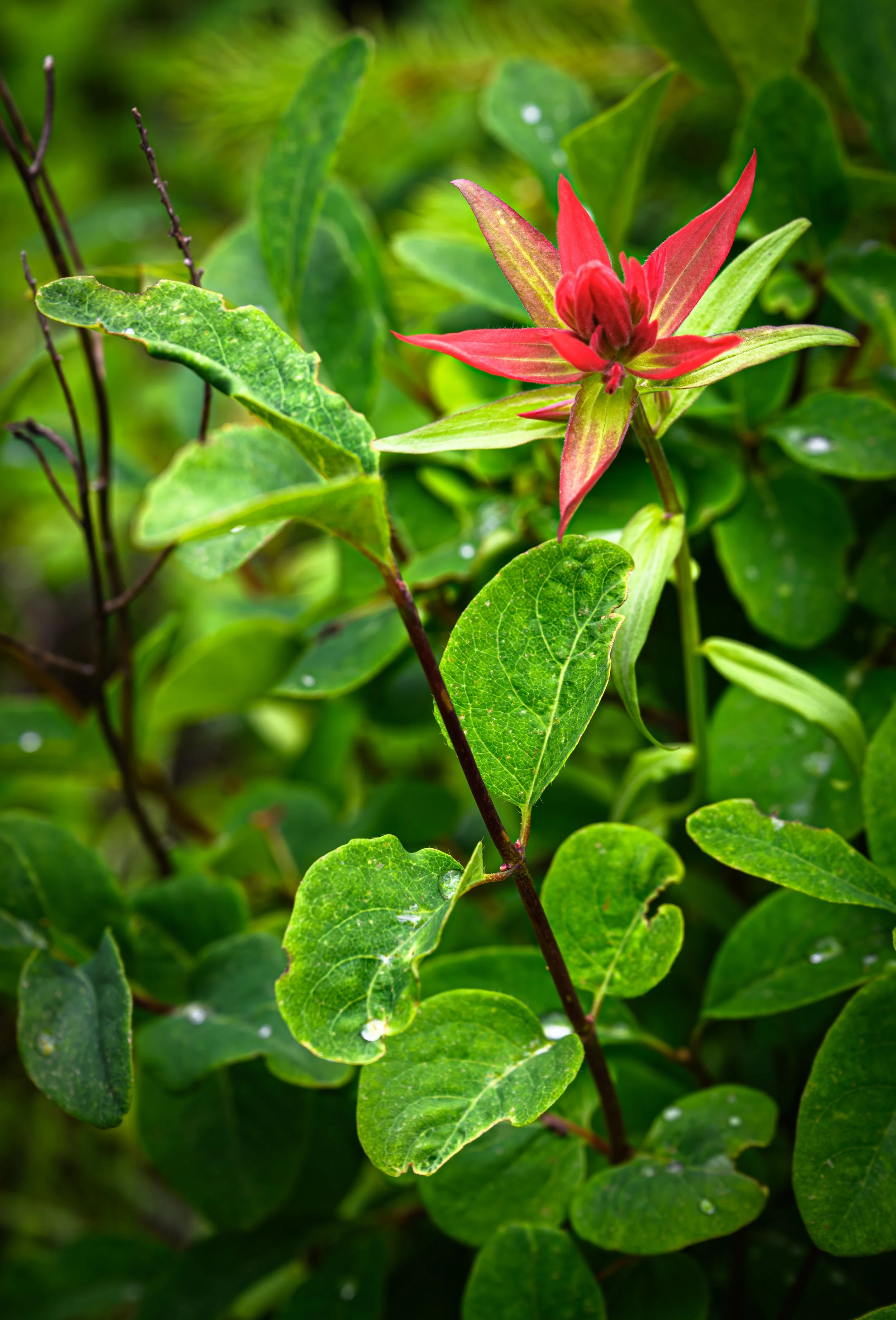 Paintbrush Flower