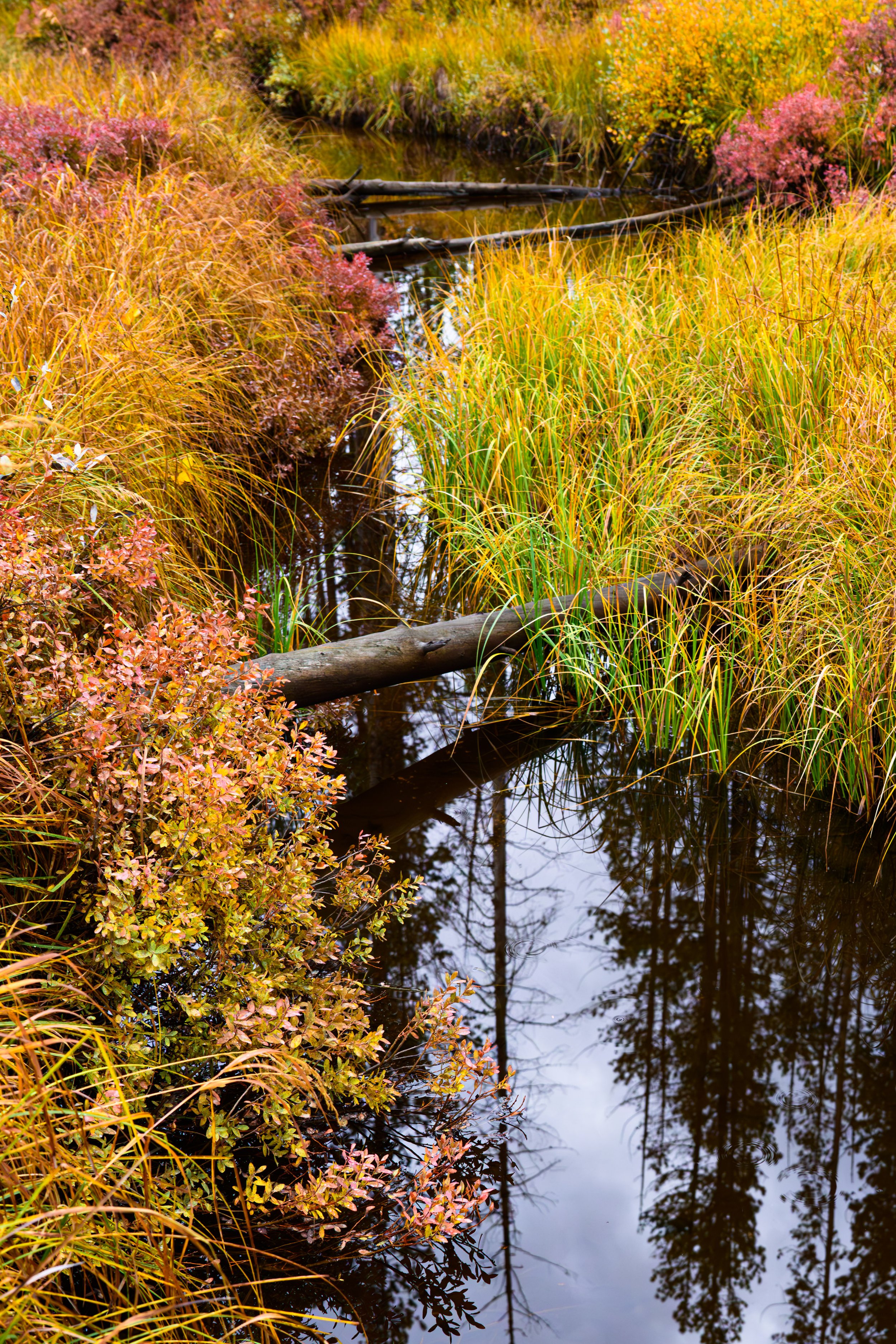 Stream through fall colors