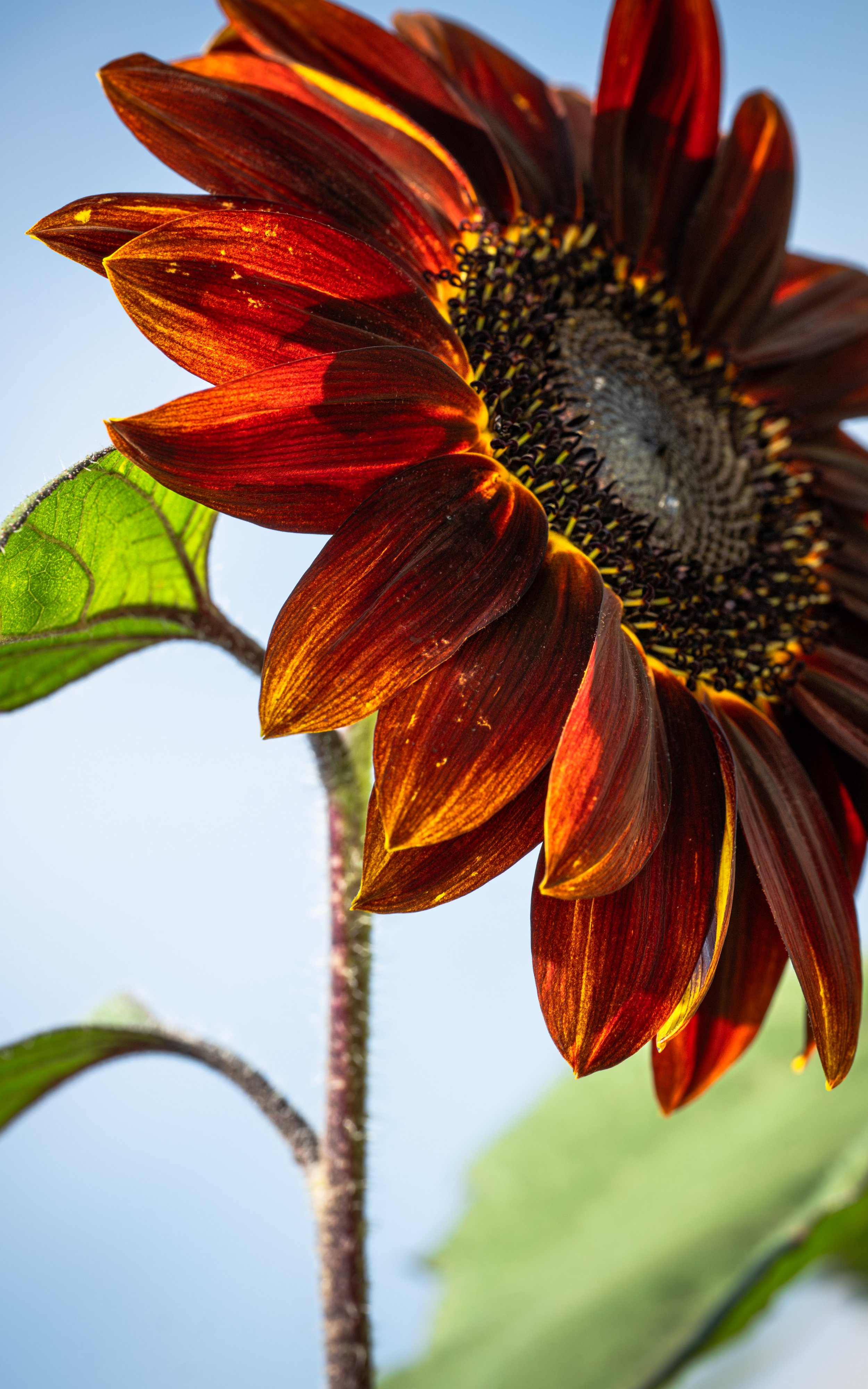 Velvet Queen Sunflower