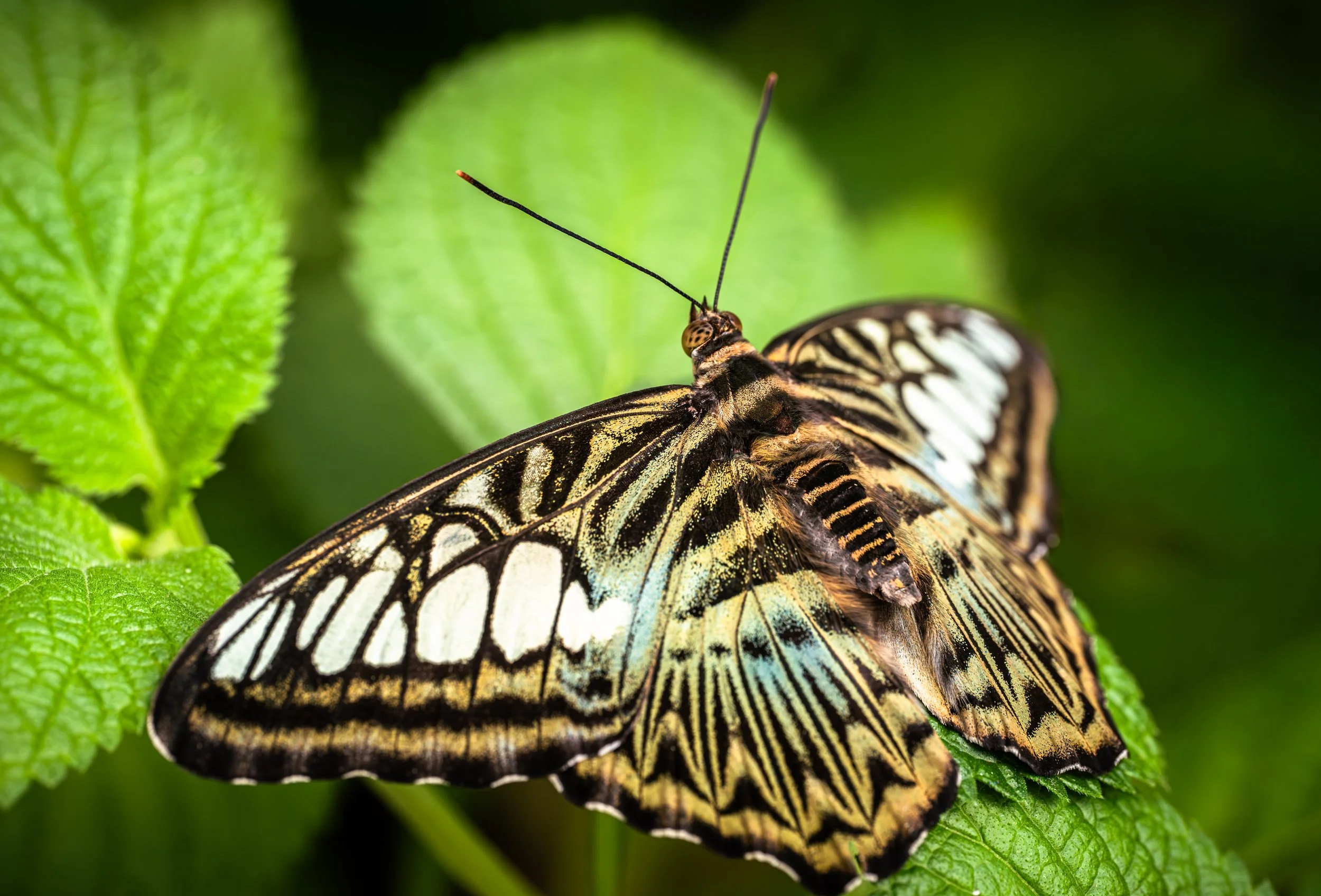 Parthenos Clipper Butterfly fine art print on a green leaf