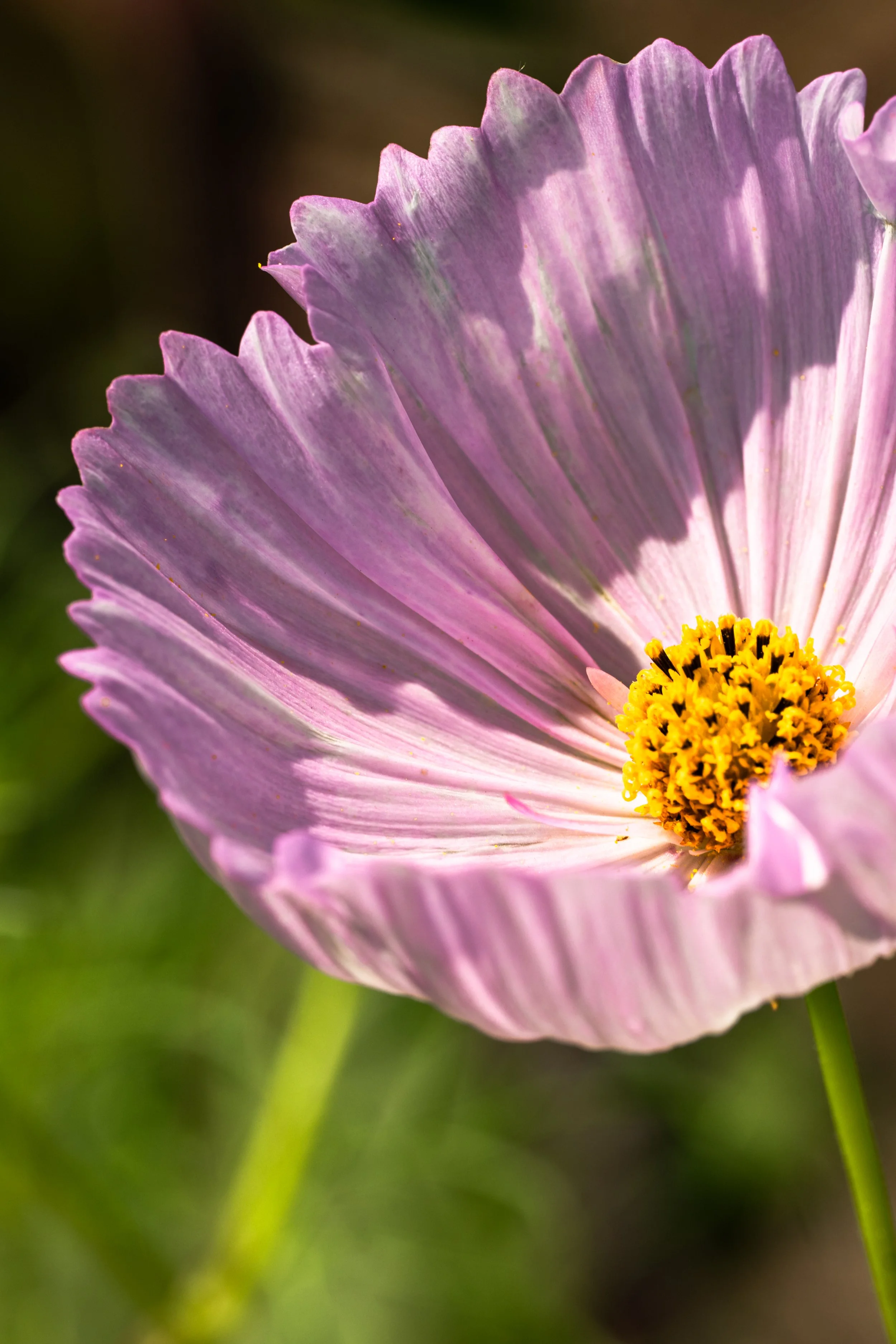 pink flower with bright yellow stamen