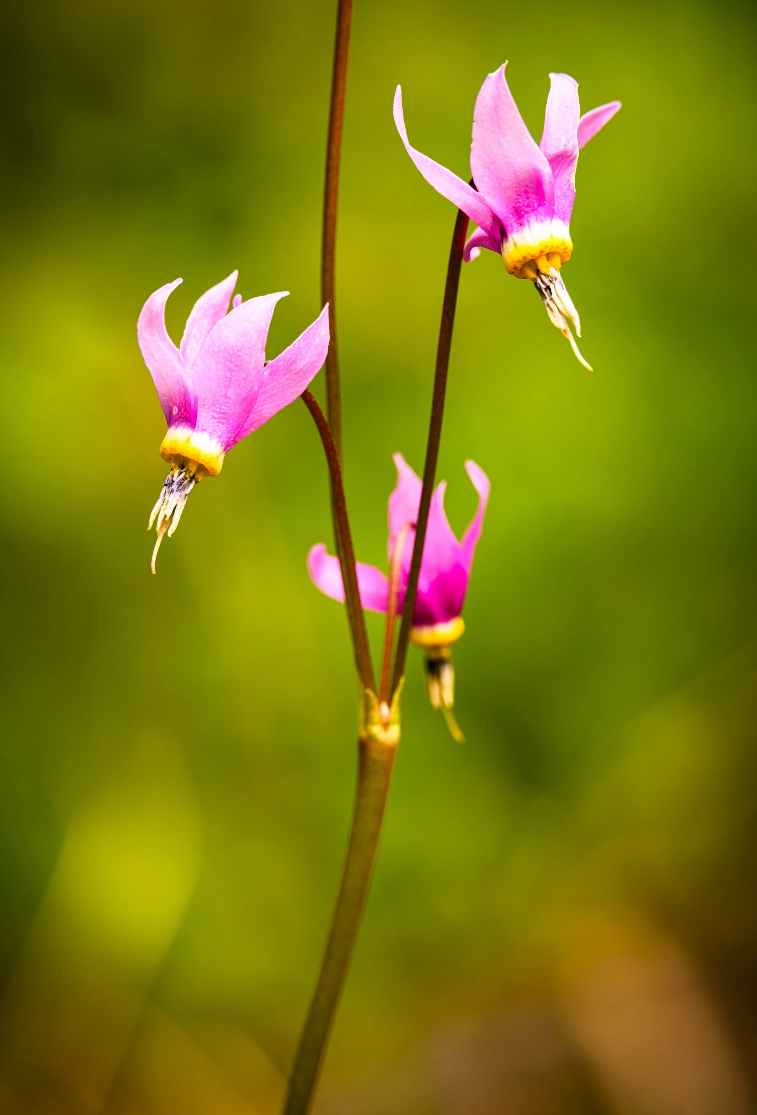 Shooting Star Flower