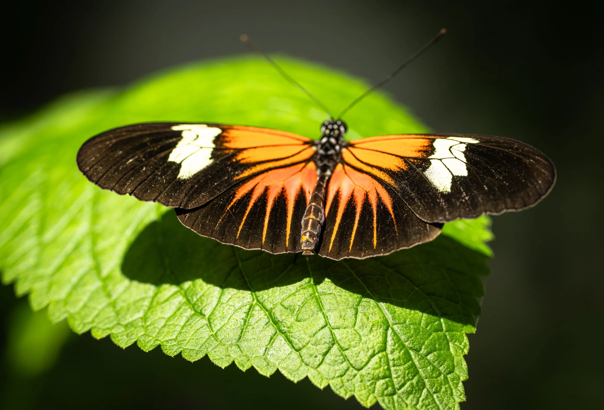 Postman Butterfly