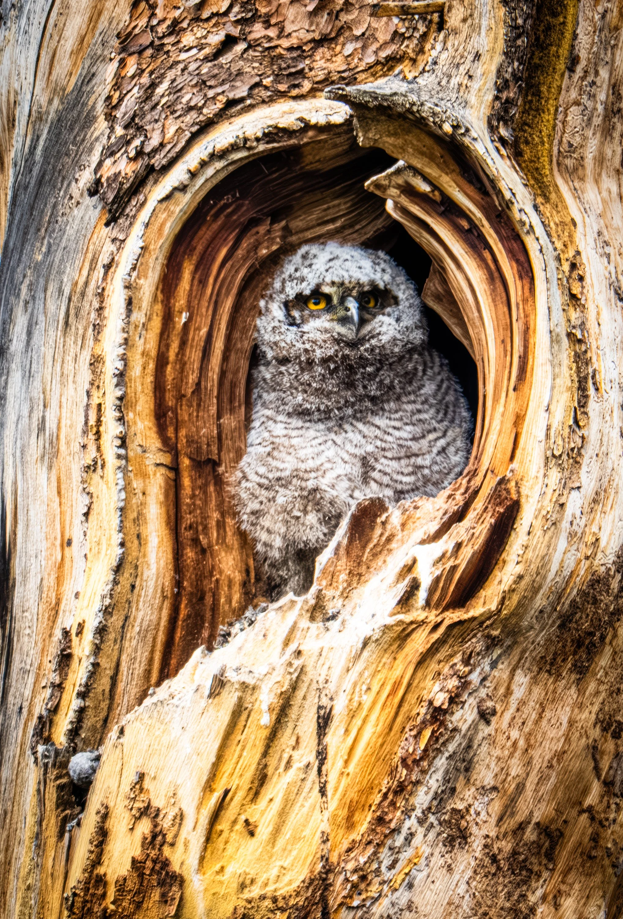 Baby Great Horned Owl
