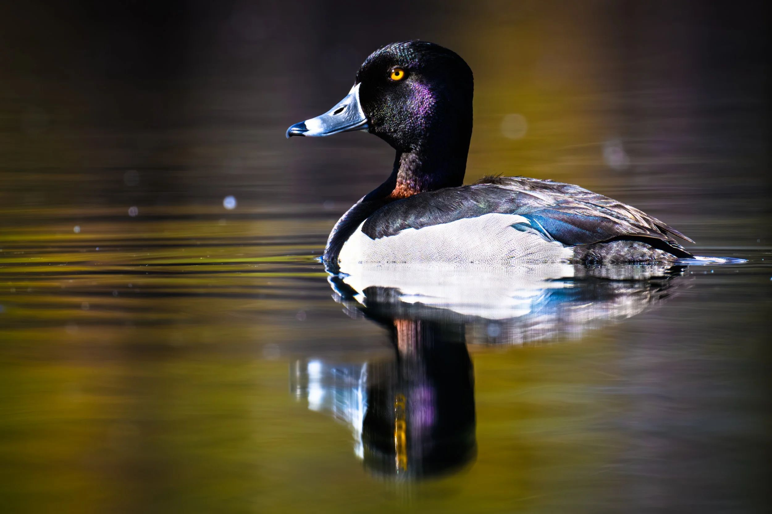 Ring-Necked Male Duck