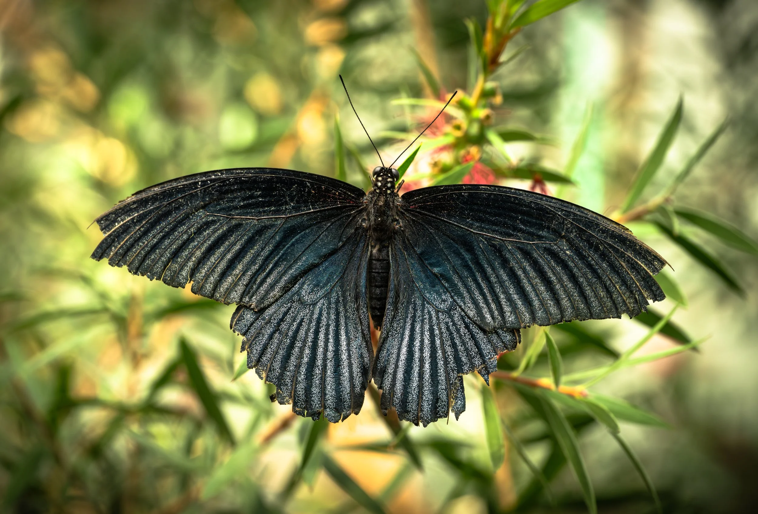 Great Mormon Butterfly