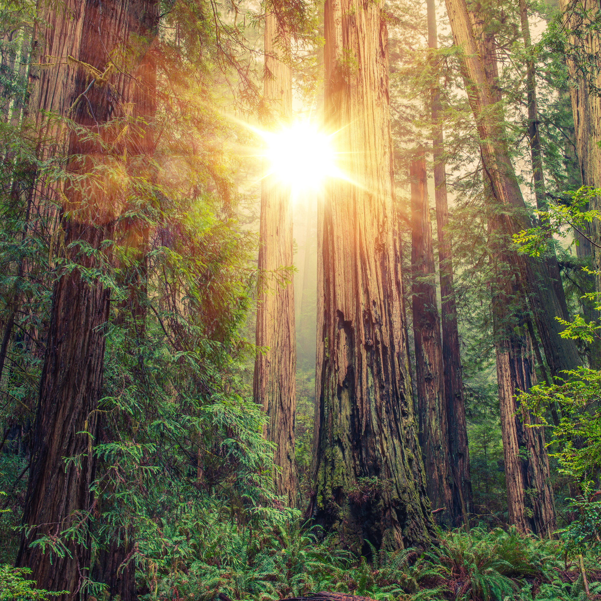 Evergreens &amp; Conifers: The Living Memory of the Earth