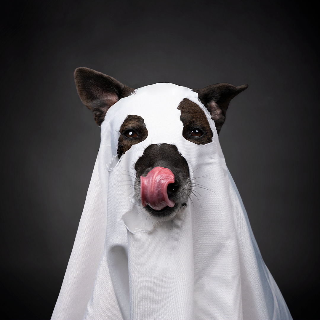 Ghost dog.png