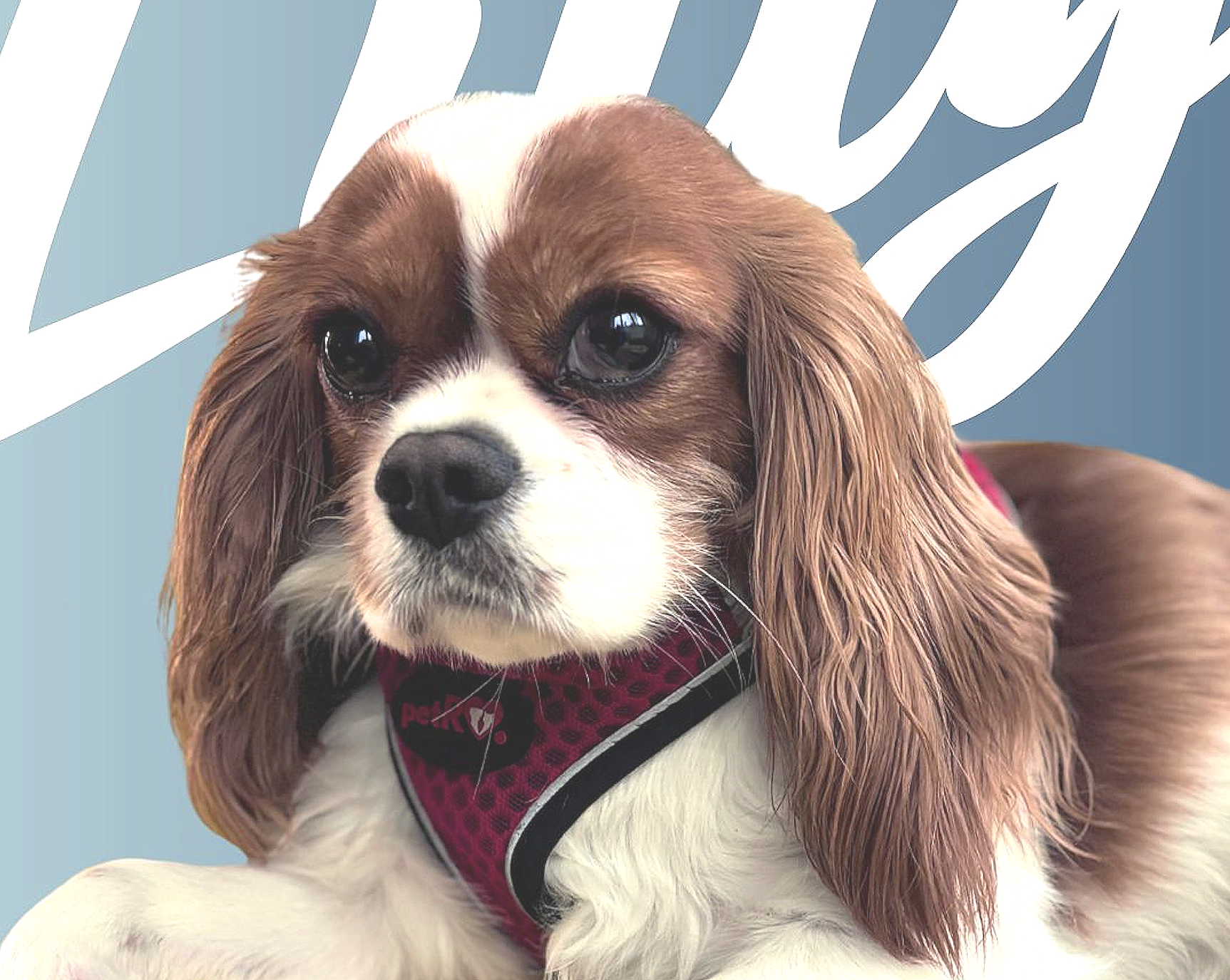 Chief Culture Officer - Lighthouse PR