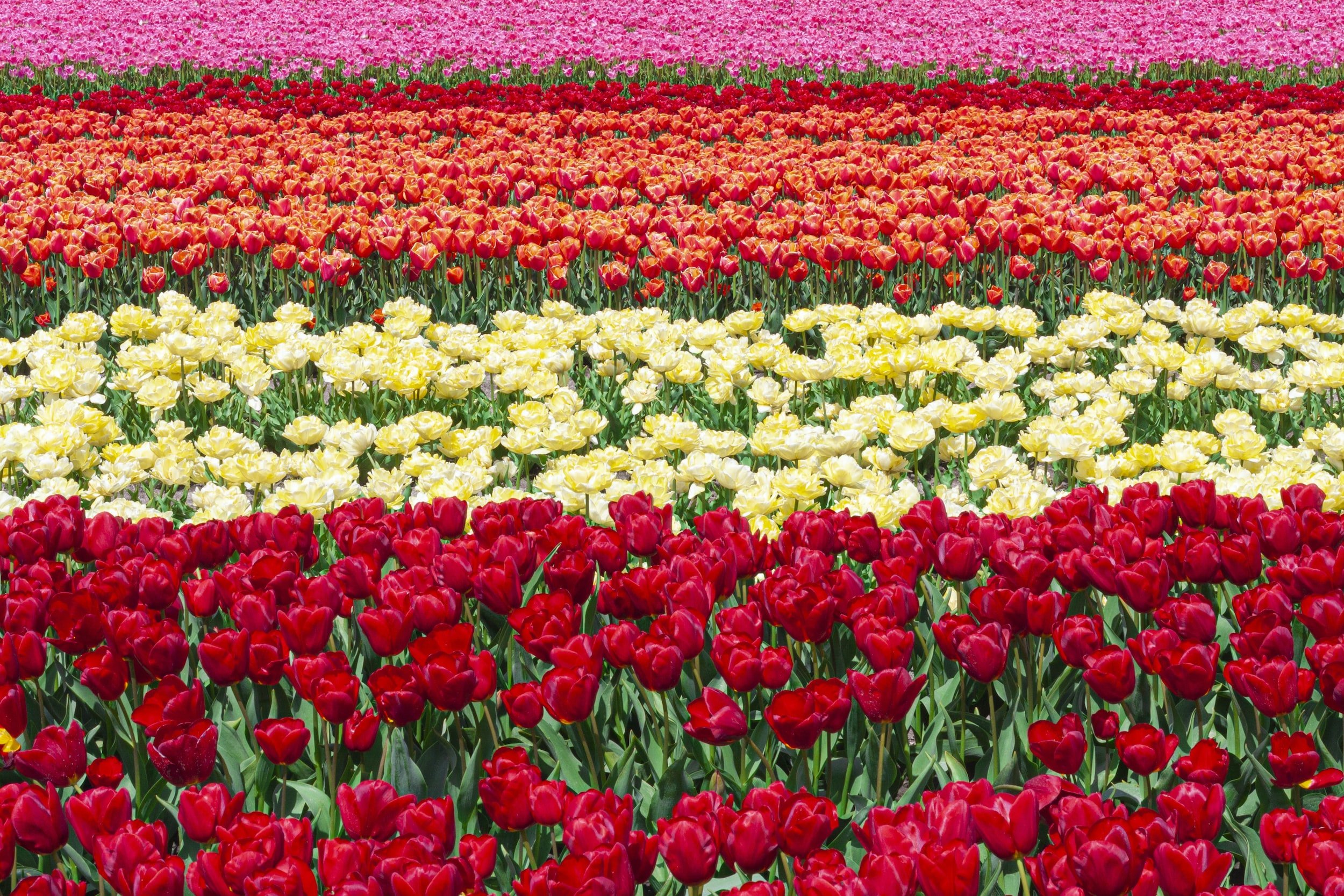Tulips, Tokyo, & Tel Aviv