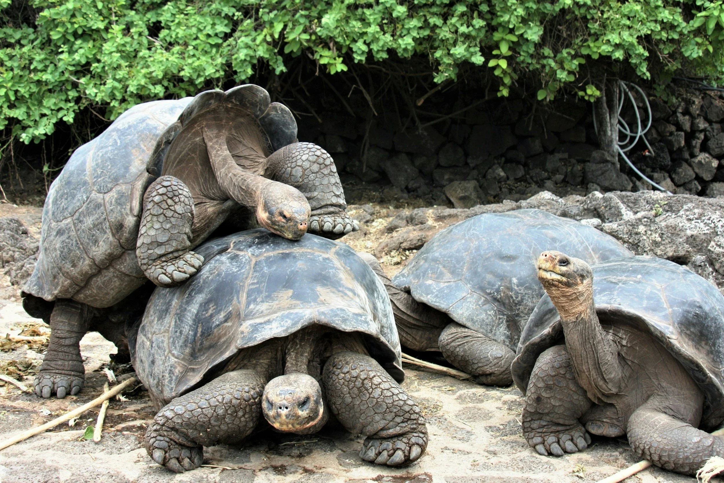 Galapagos Islands, Lindblad Expeditions, Antidote Travel, Travel Agent, Summer Vacation, Kid Friendly Trips