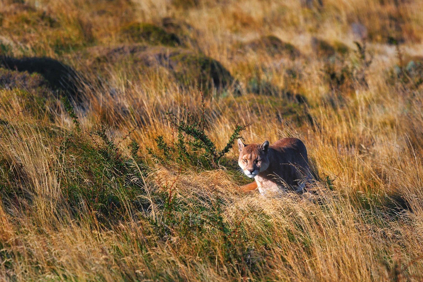 Set out and discover Chile on an immersive journey across the country. Venture into the wilderness of Southern Patagonia, explore the beauty of the Lake District, and ride on horseback through the Atacama Desert. 
From glacier-carved landscapes to st