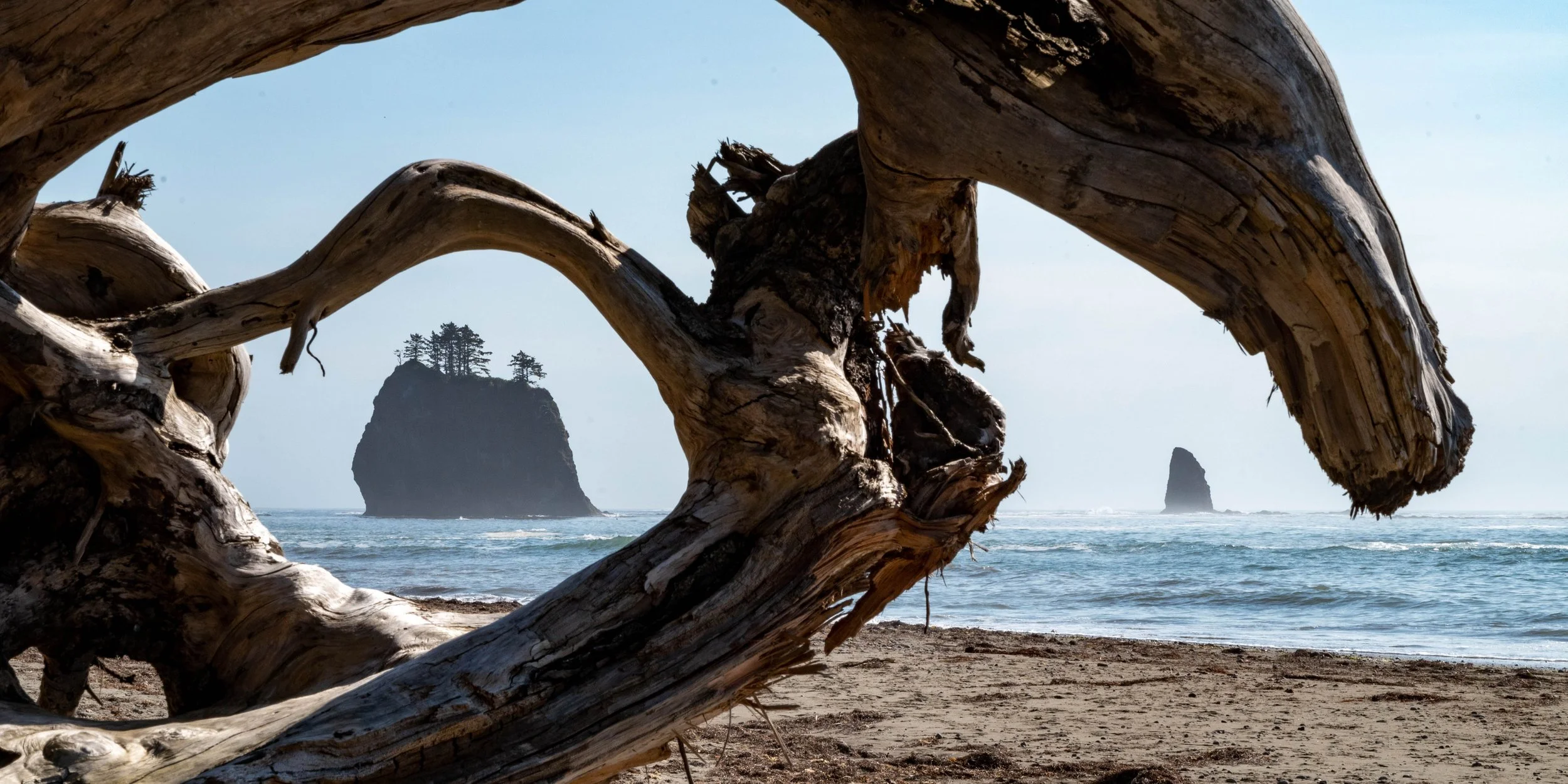Olympic Coast Deadfall