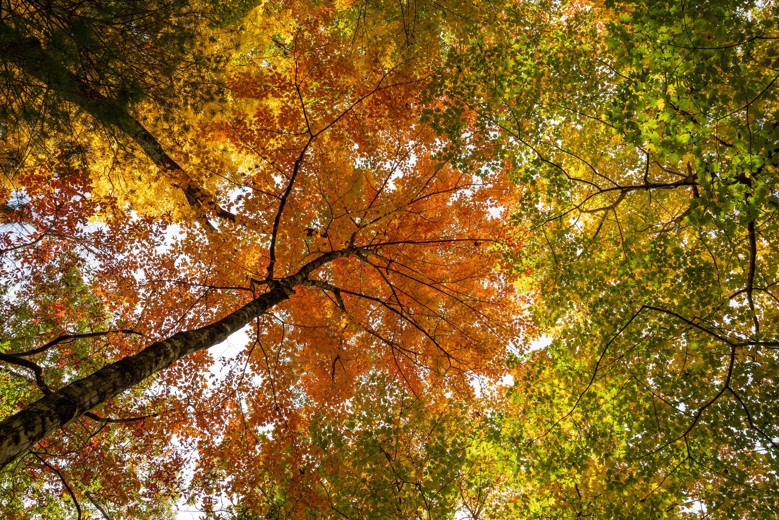 Fall Colors on the Foothills Trail - South Carolina