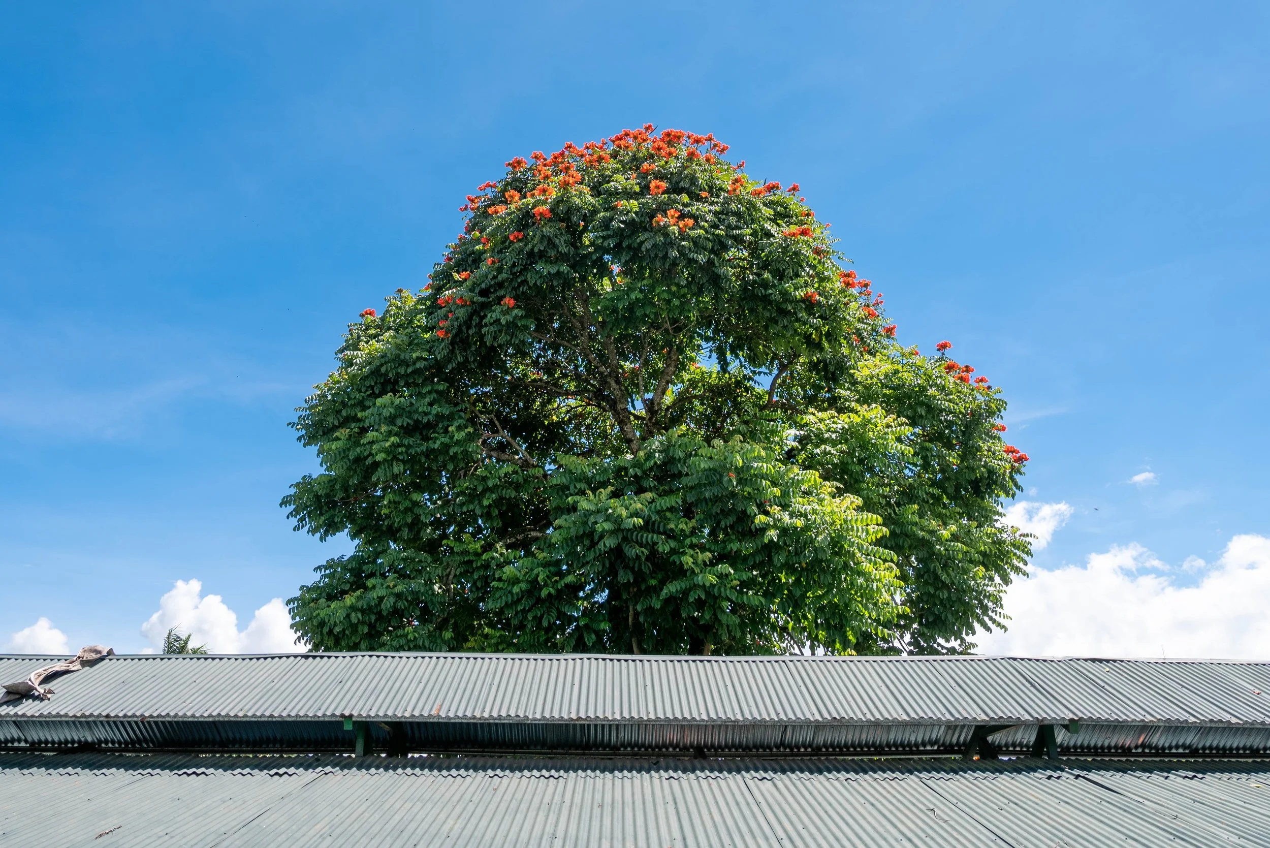 Local Flora - Turrialba, Costa Rica