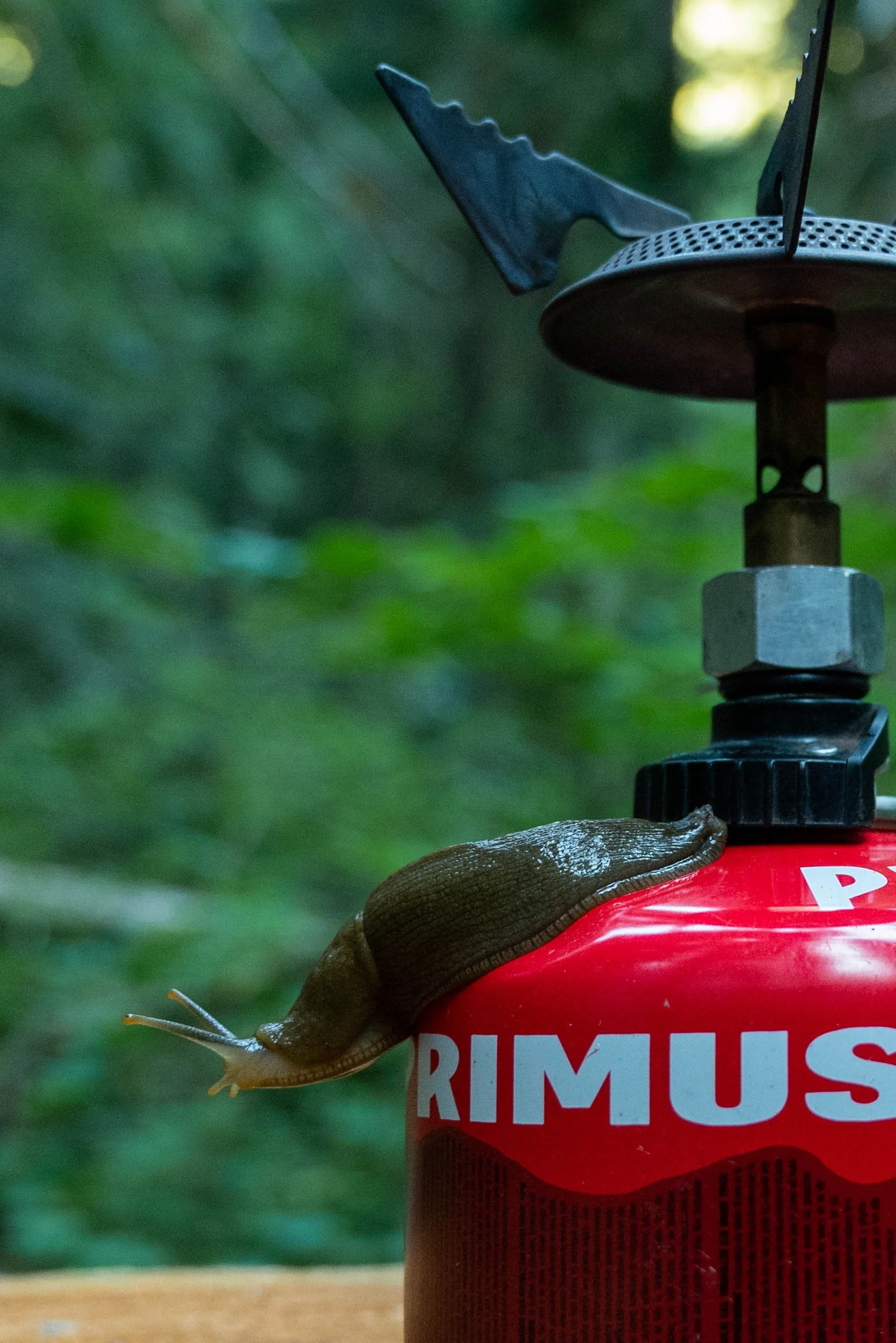 A Friendly Slug Wanted to Help Us Cook - Washington