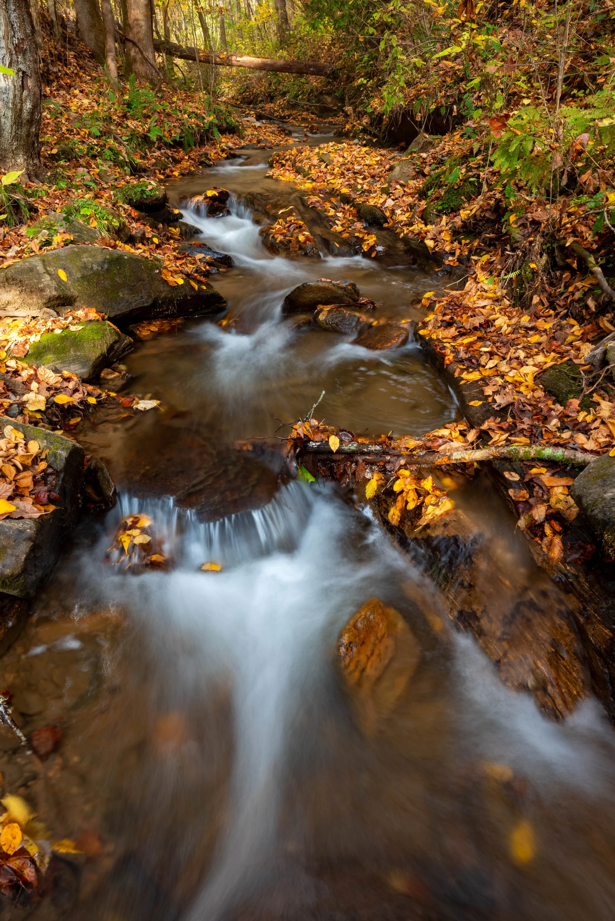 Fall Streams - North Carolina