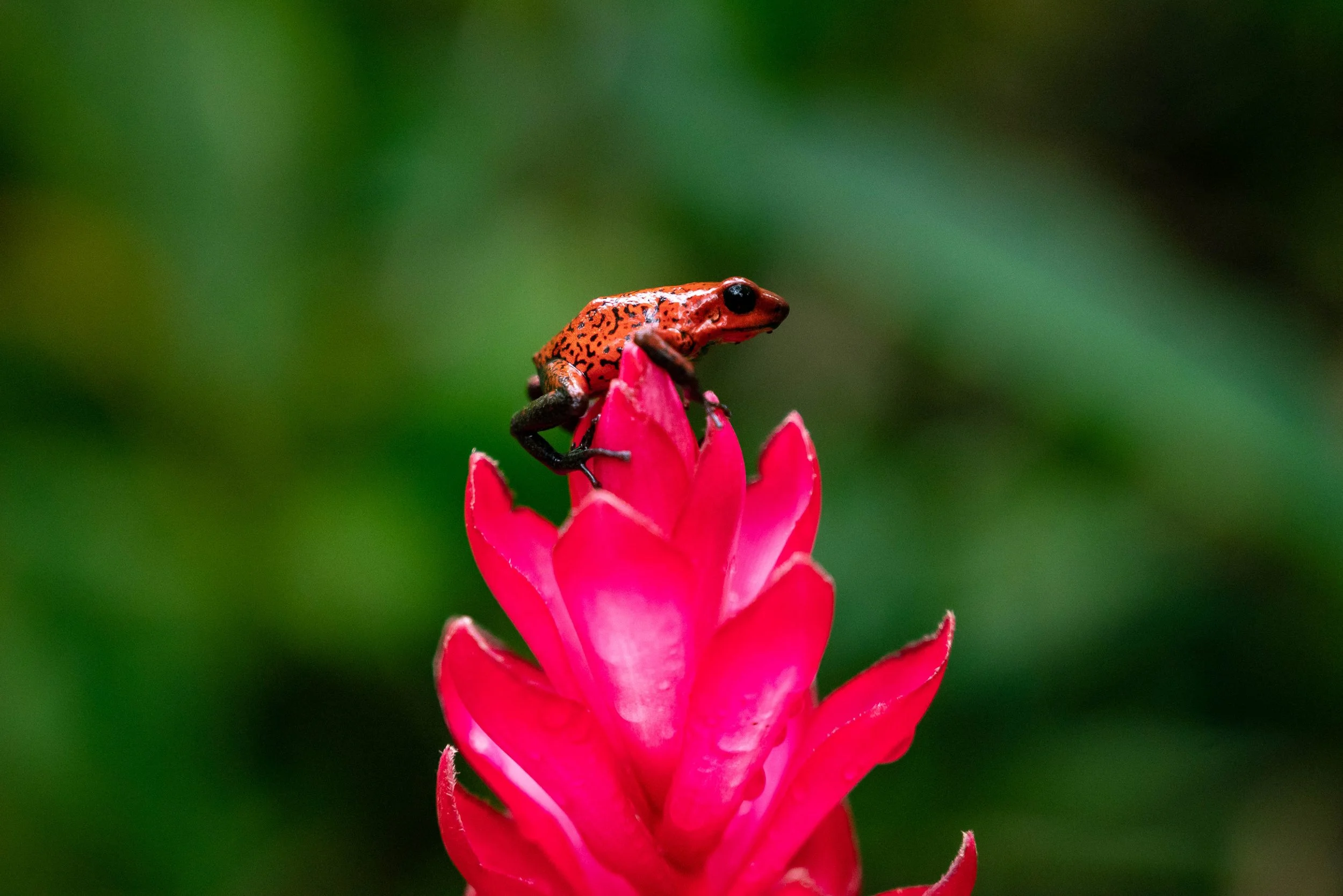 Colorful Costa Rica - Caribe Coast, Costa Rica