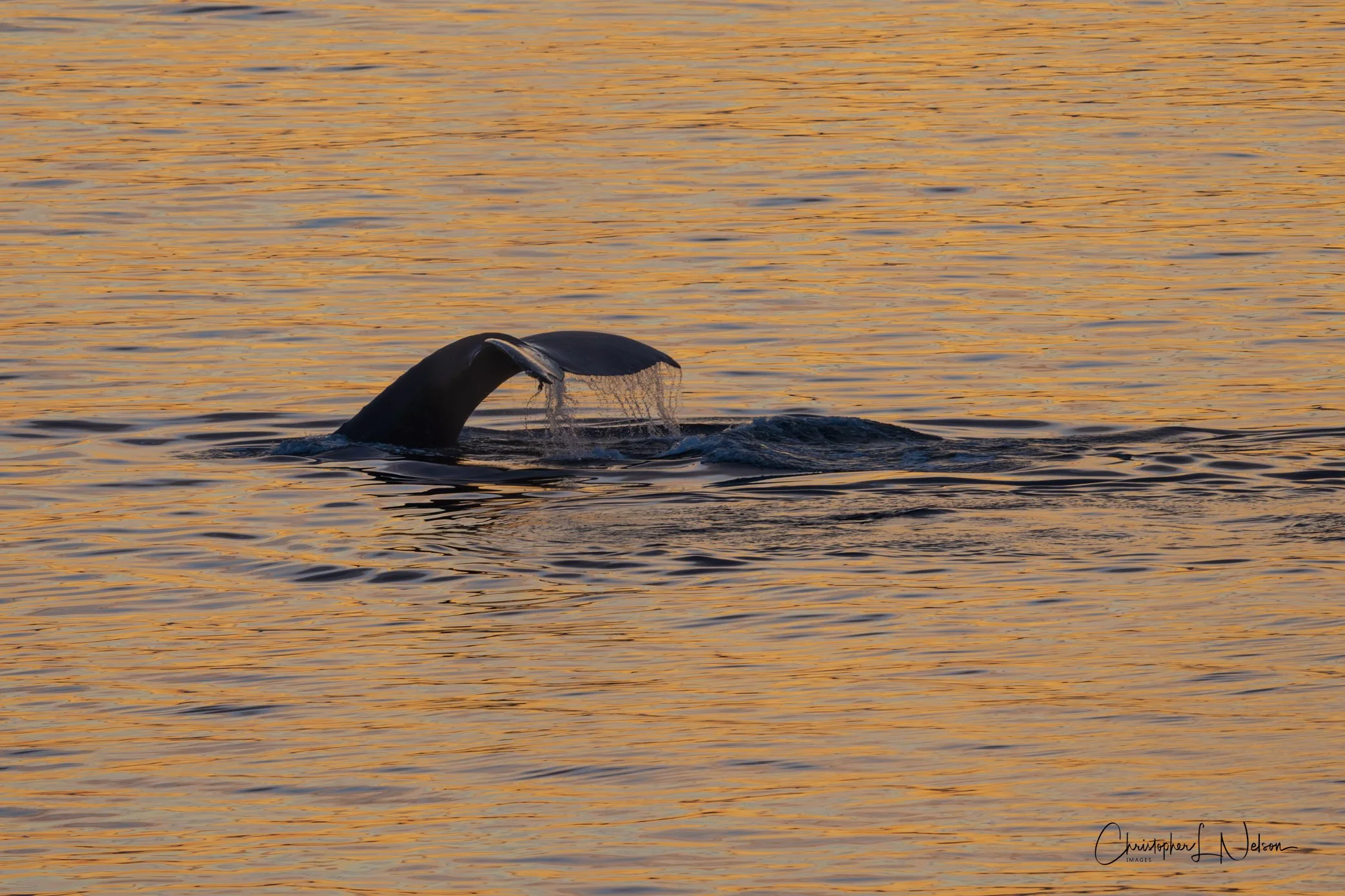 DSC_1074-Enhanced-NR.jpg