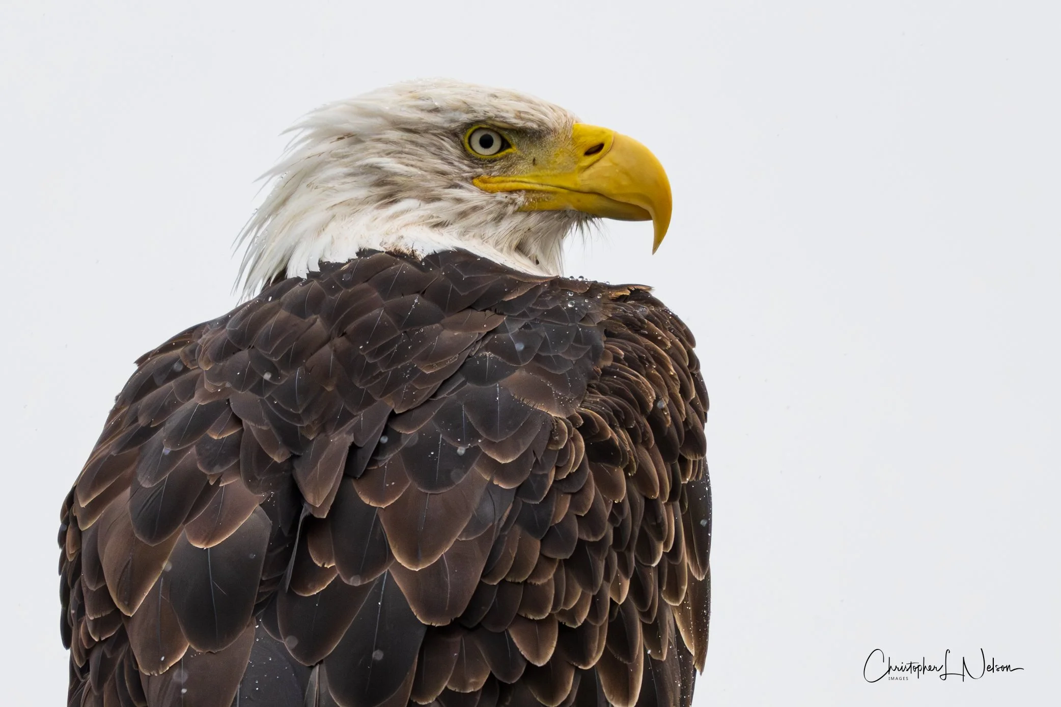 DSC_1481-Enhanced-NR.jpg
