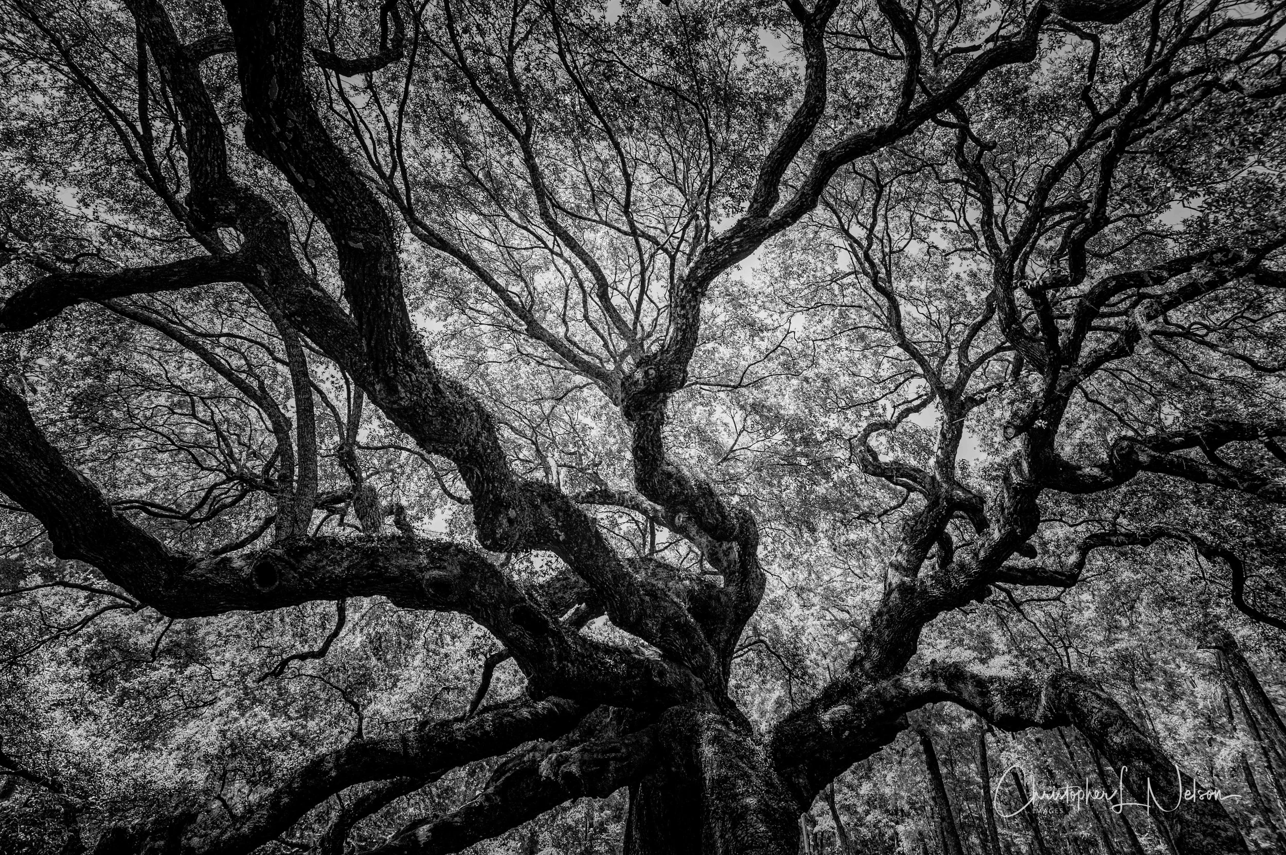 Angel Oak in monochrome