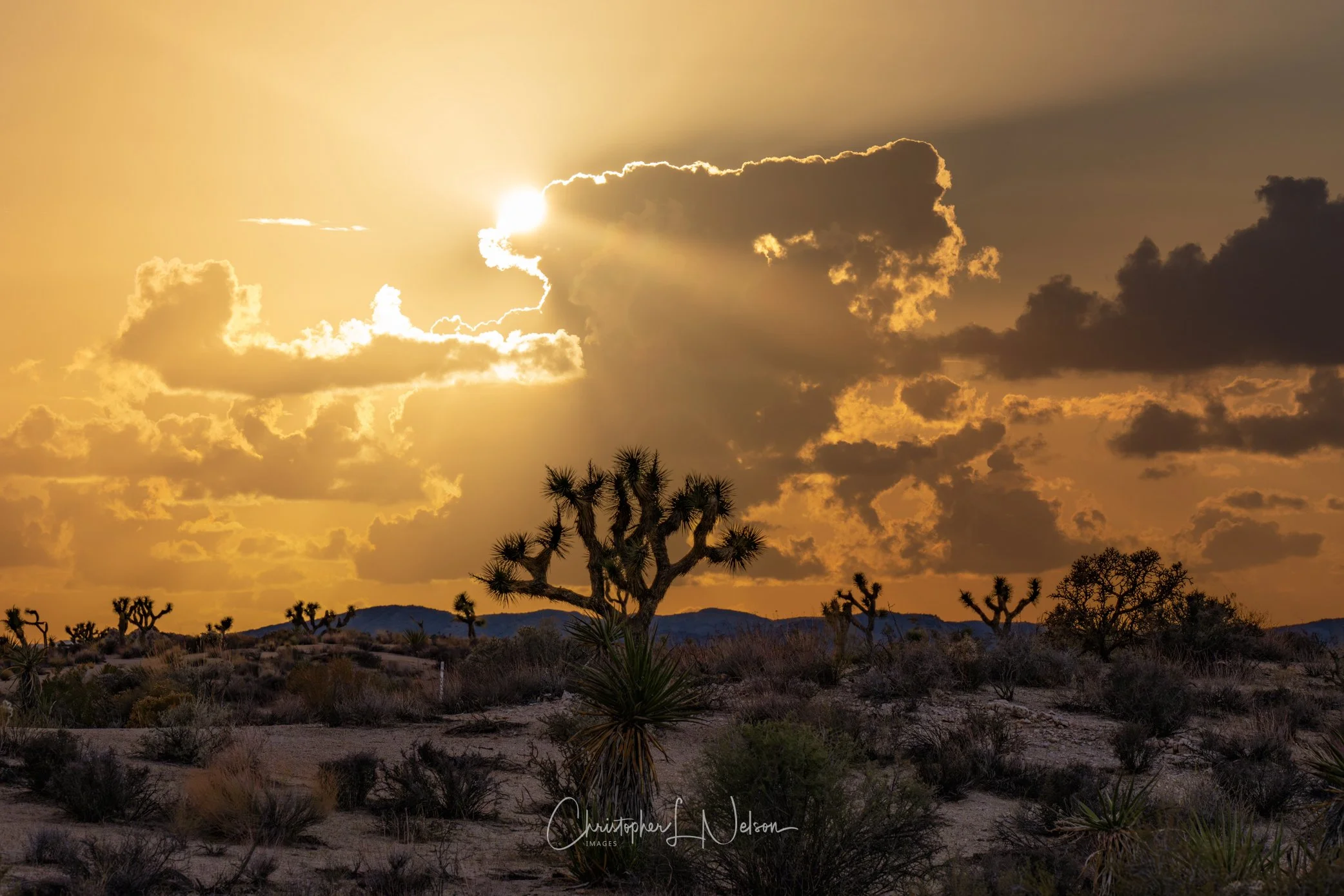 Sunset, Joshua Tree, Utah