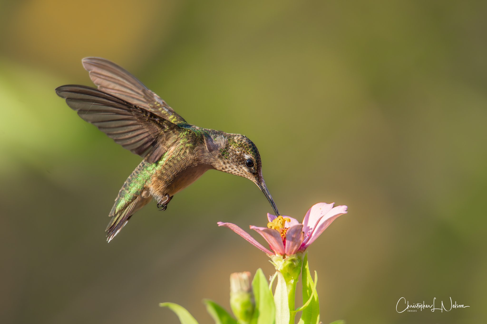 DSC_9441-Enhanced-NR.jpg