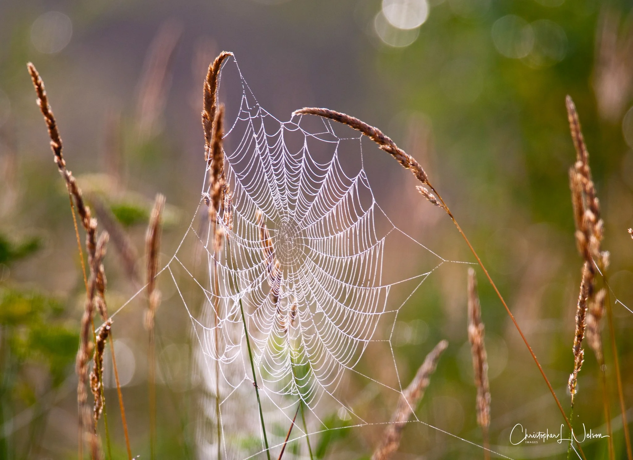 DSC_6332.jpg