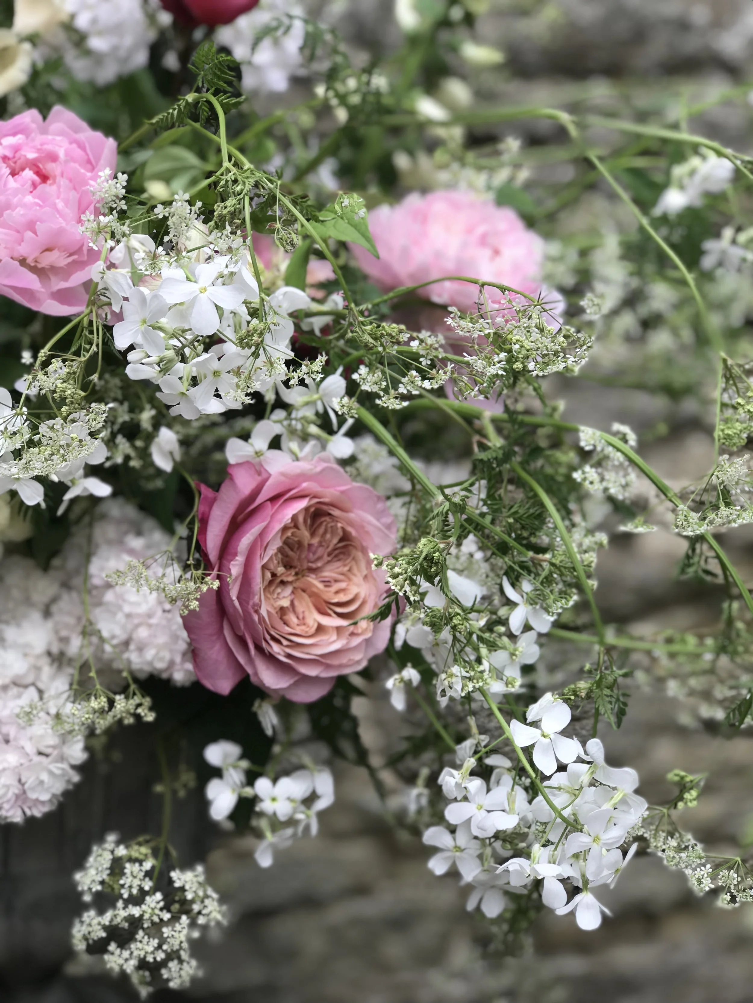 Pink garden roses and white cow parsley