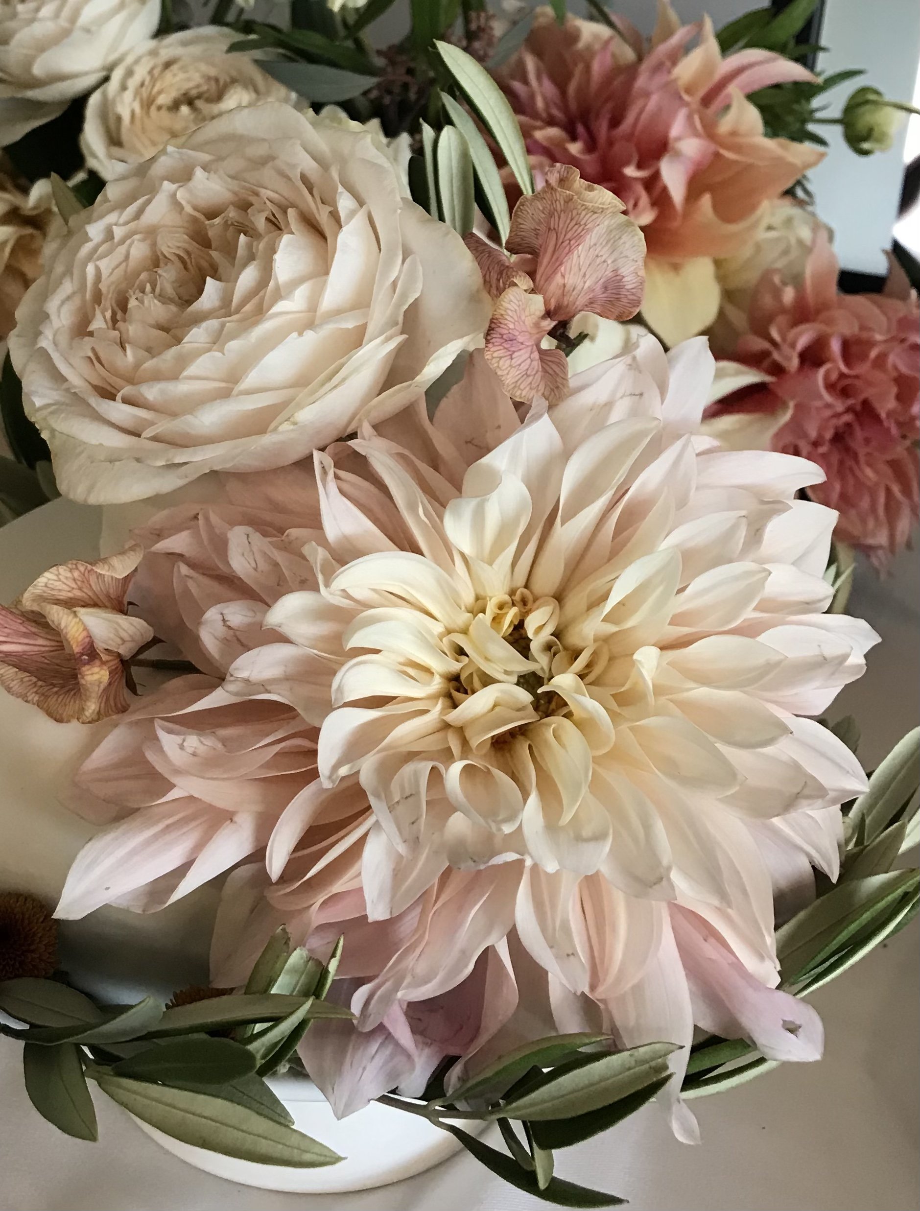 Café au lait dahlia