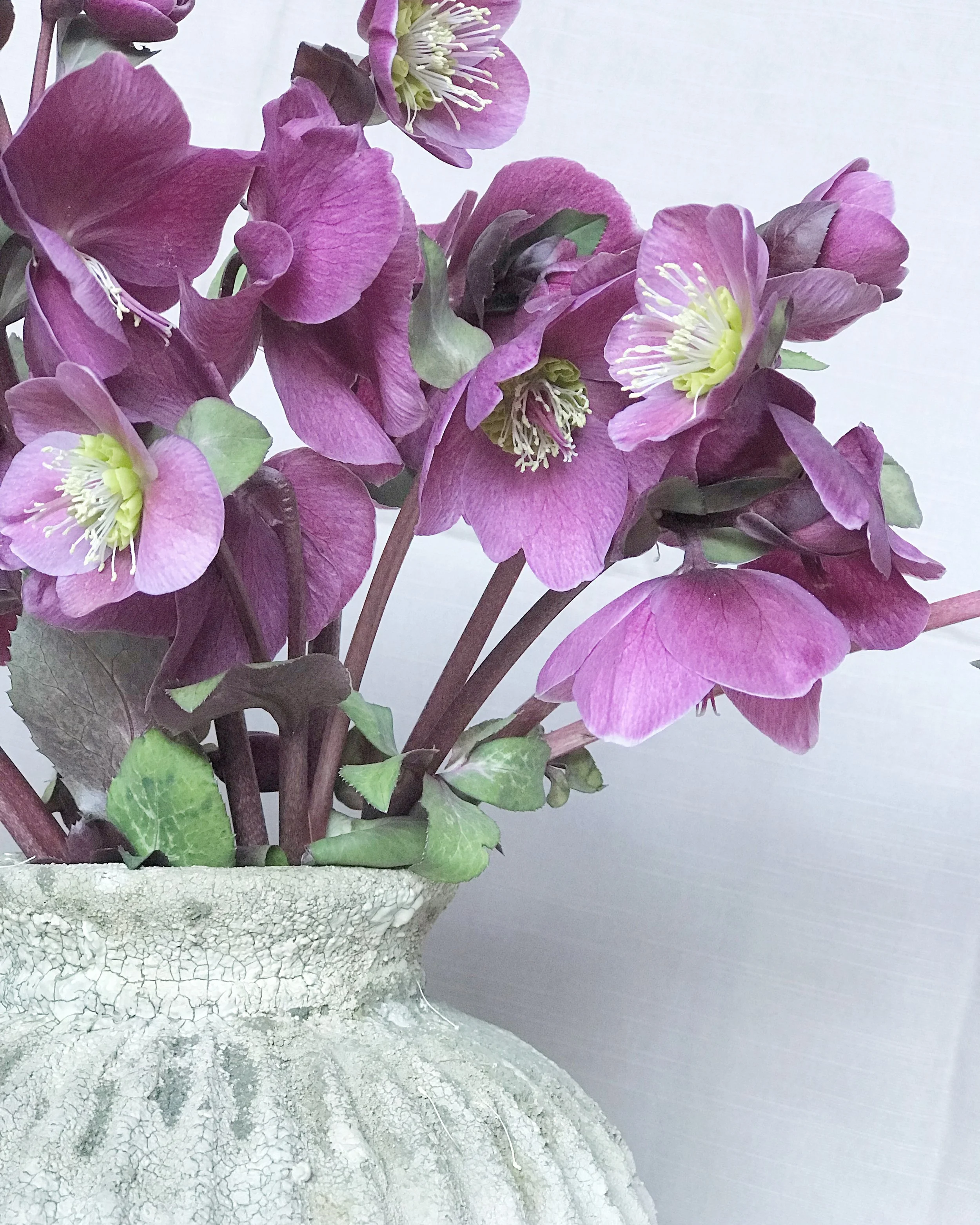Purple hellebores in grey pot