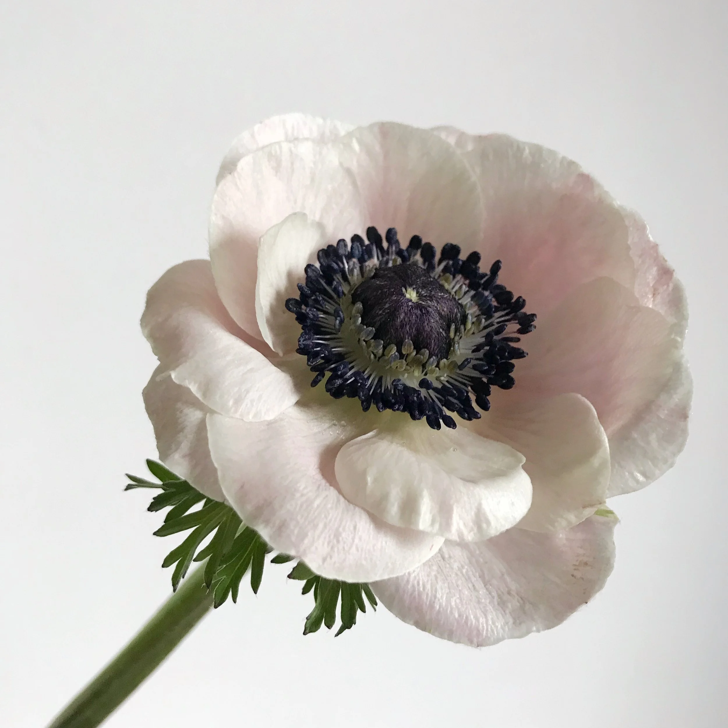 White Anenome 