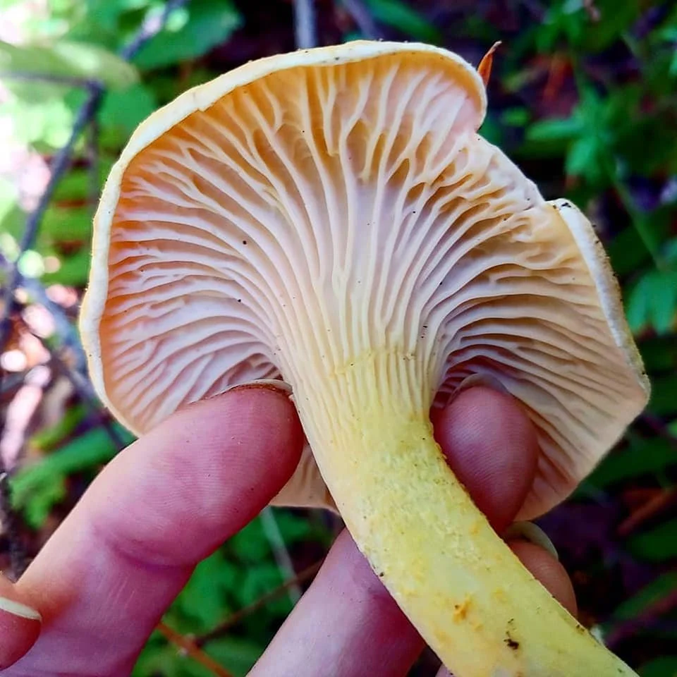 Chanterelle.jpg