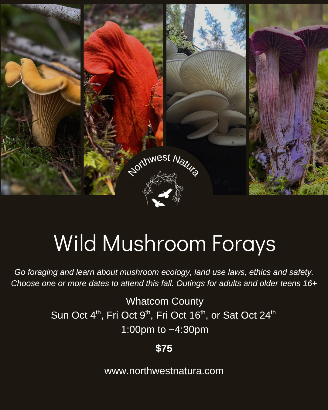 Mushroom Forays 2026.png