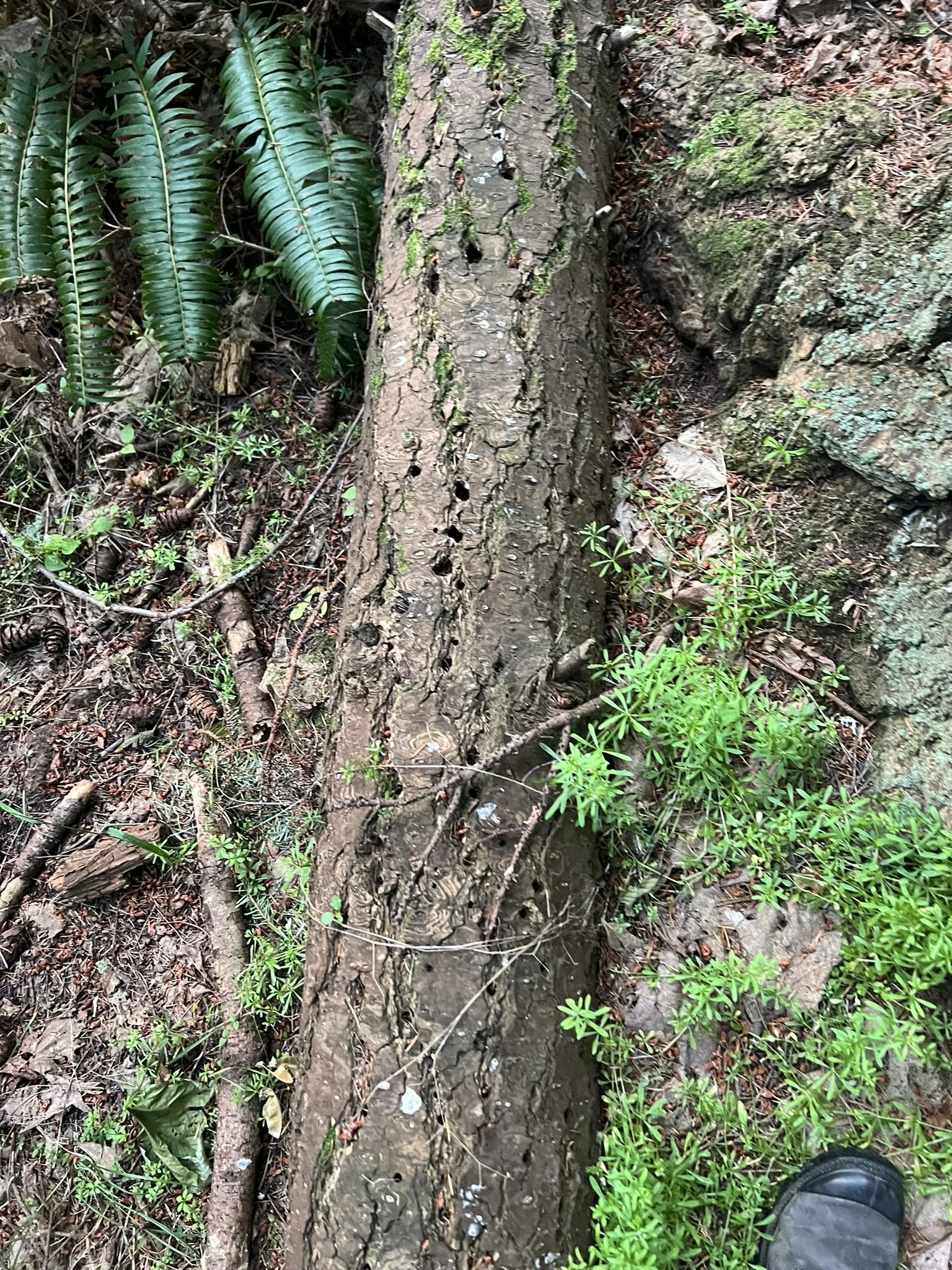 IMG_8110.JPEG