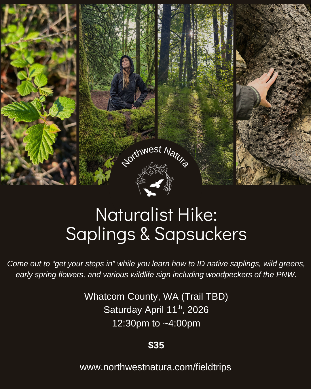 Sapling and Sapsucker (1).png