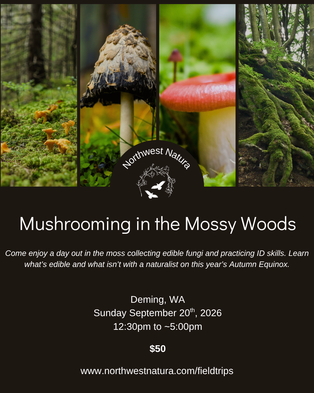 Mushroom Foraging in the Mossy Woods