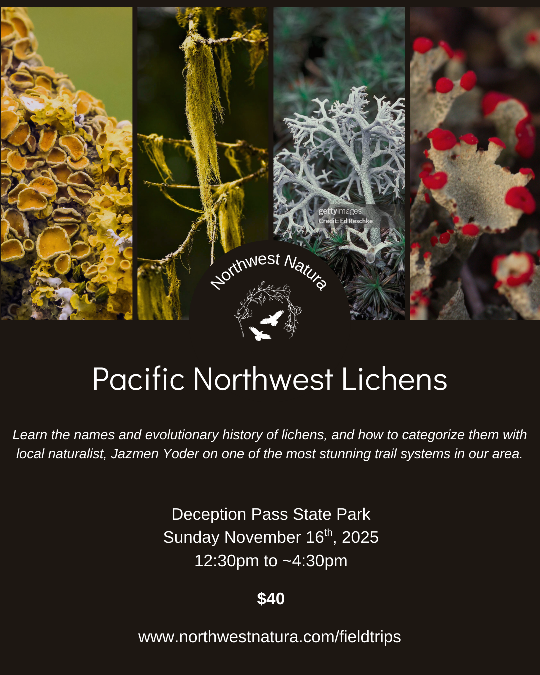 Lichen Walk (1).png