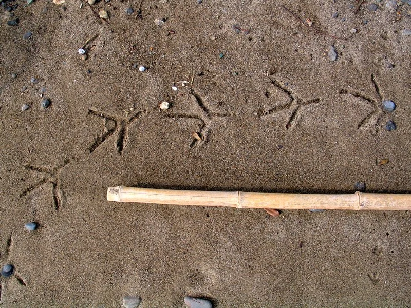 Heron_trail.jpg