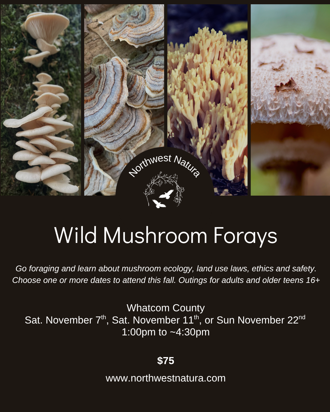 Mushroom Forays 2026 November.png